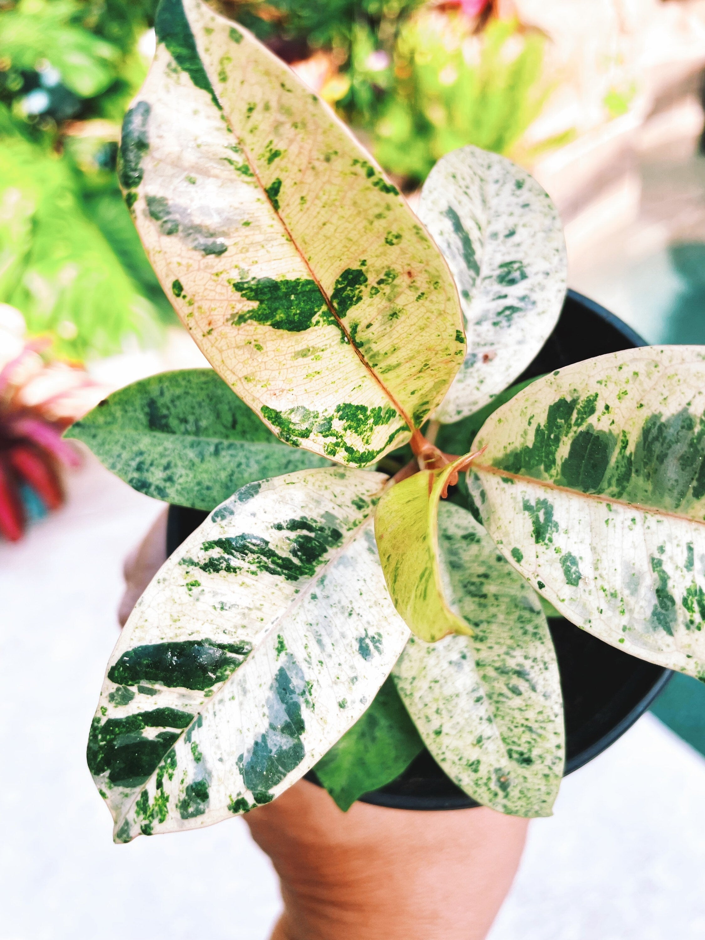 Ficus Elastica Shivereana Moonshine Mint Variegated House Plant 4 pot Potted