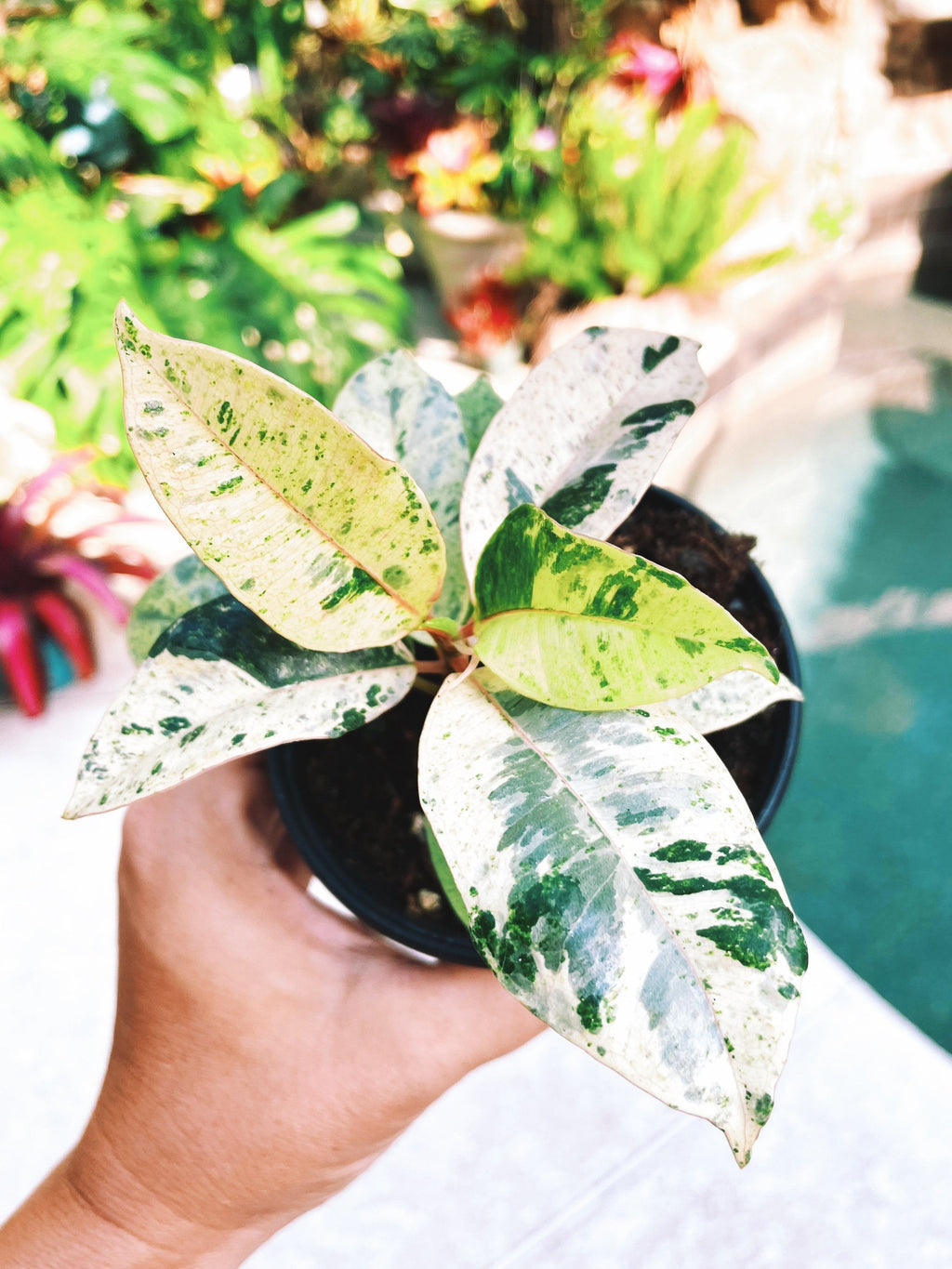 Ficus Elastica Shivereana Moonshine Mint Variegated House Plant 4 pot Potted