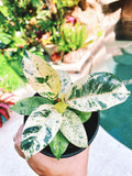 Ficus Elastica Shivereana Moonshine Mint Variegated House Plant 4 pot Potted