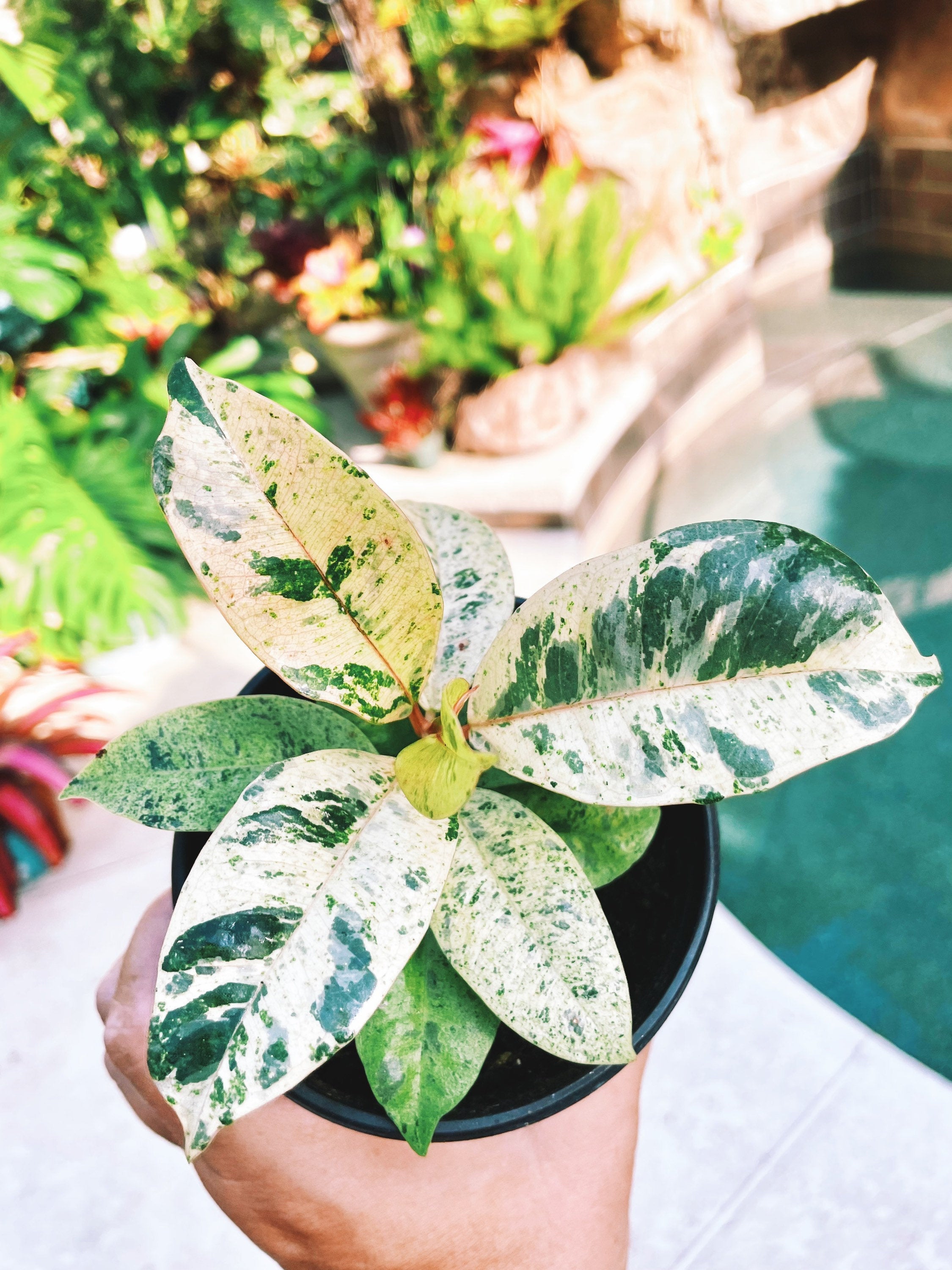 Ficus Elastica Shivereana Moonshine Mint Variegated House Plant 4 pot Potted