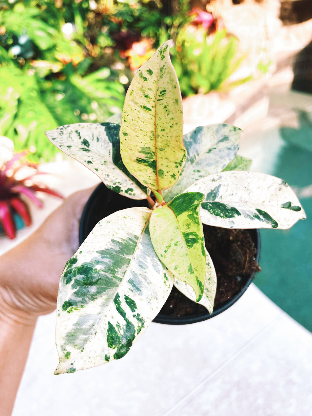 Ficus Elastica Shivereana Moonshine Mint Variegated House Plant 4 pot Potted