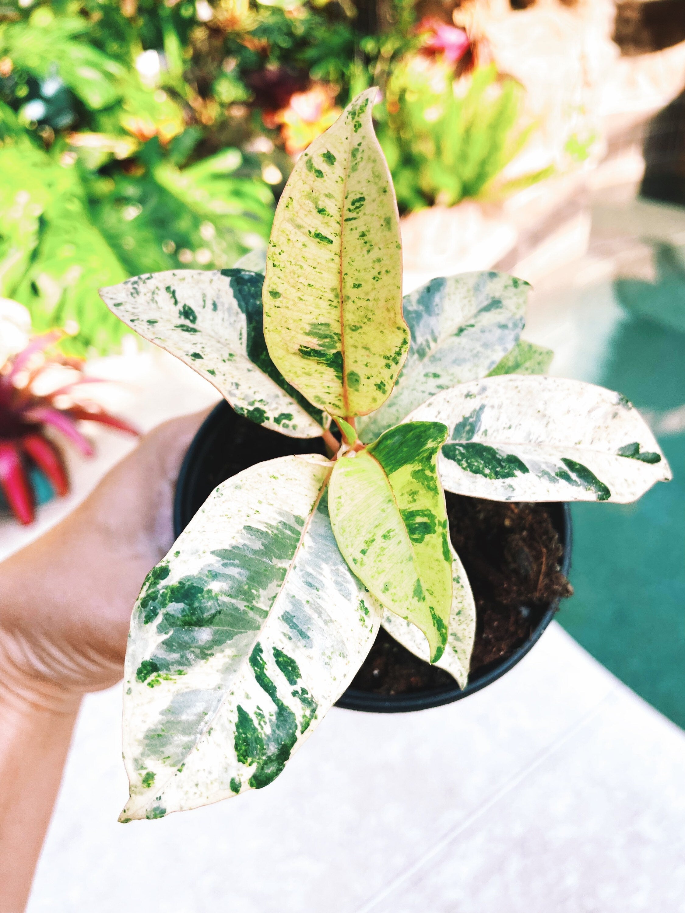 Ficus Elastica Shivereana Moonshine Mint Variegated House Plant 4 pot Potted