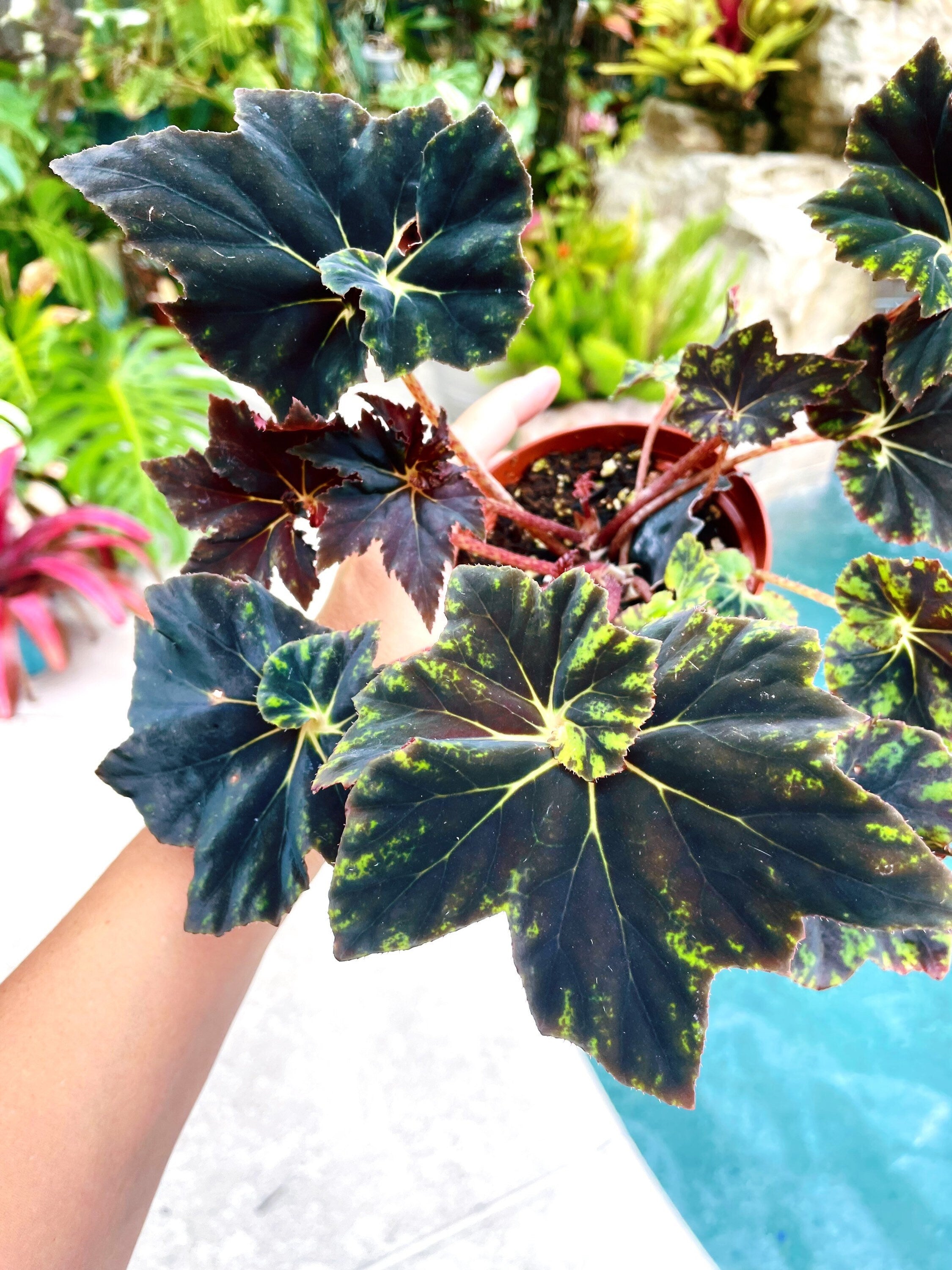 RARE Rex Begonia Black & Blue Iridescent Shimmer Live House Plant Potted 4 gift