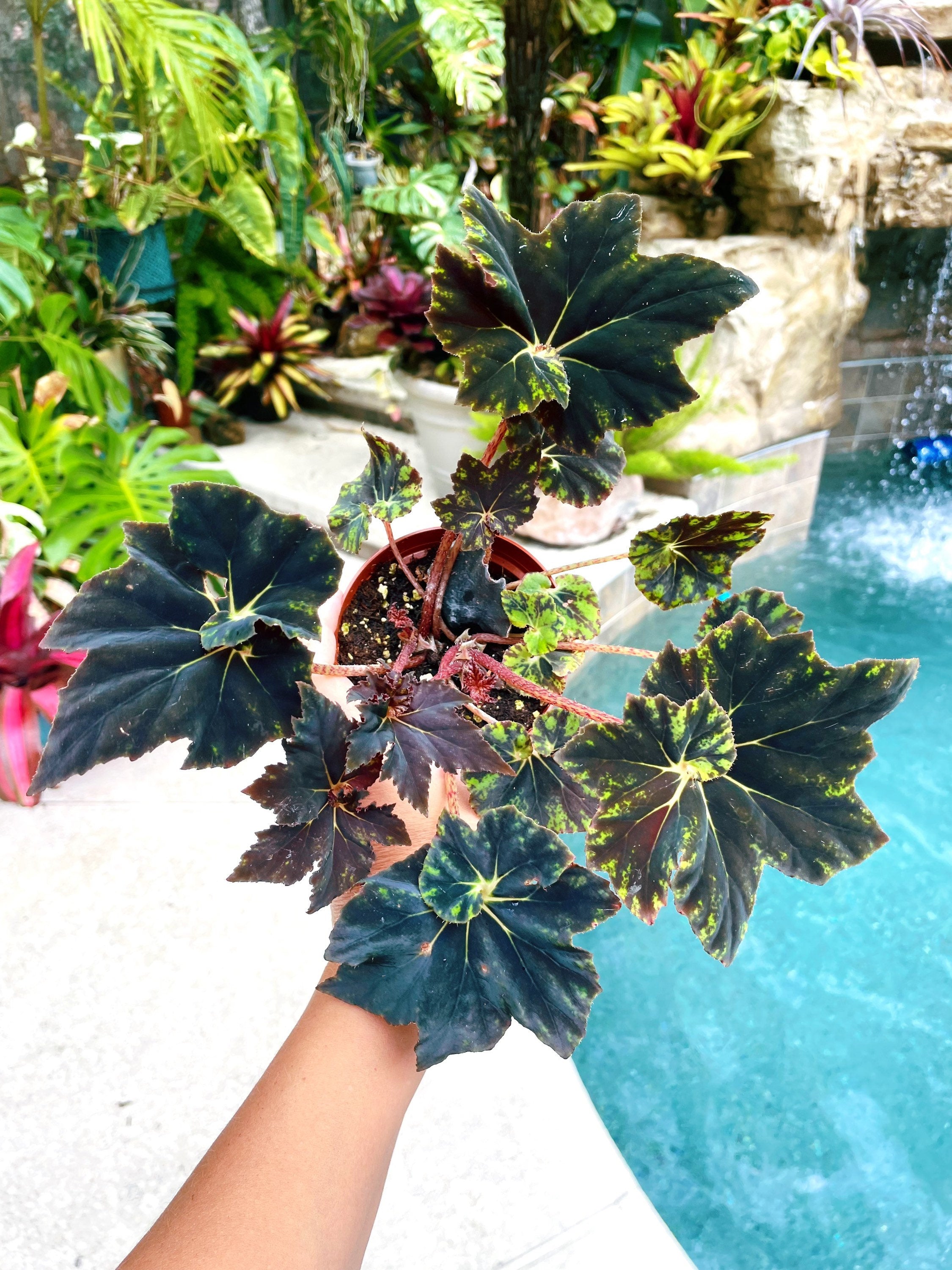RARE Rex Begonia Black & Blue Iridescent Shimmer Live House Plant Potted 4 gift