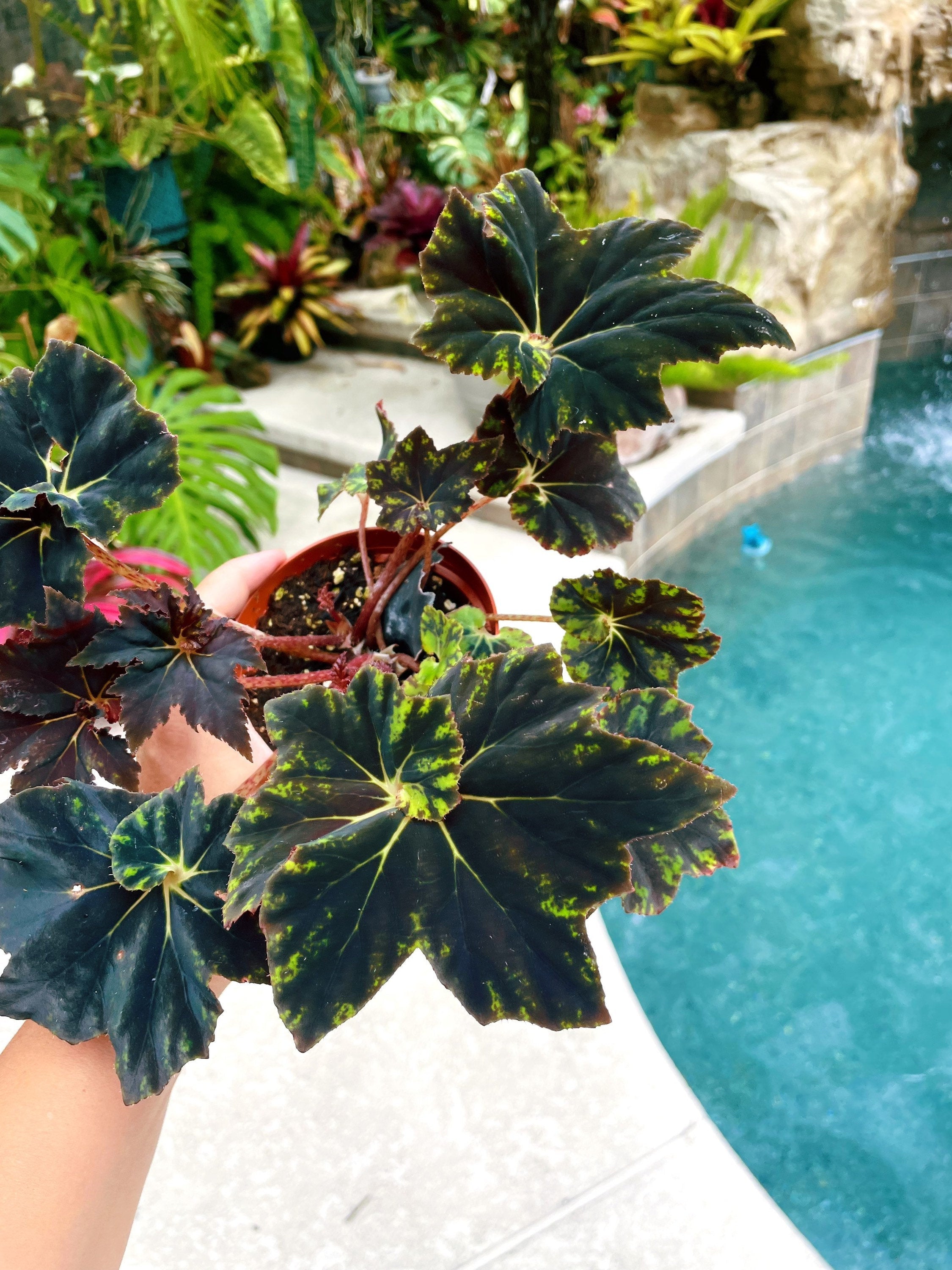 RARE Rex Begonia Black & Blue Iridescent Shimmer Live House Plant Potted 4 gift