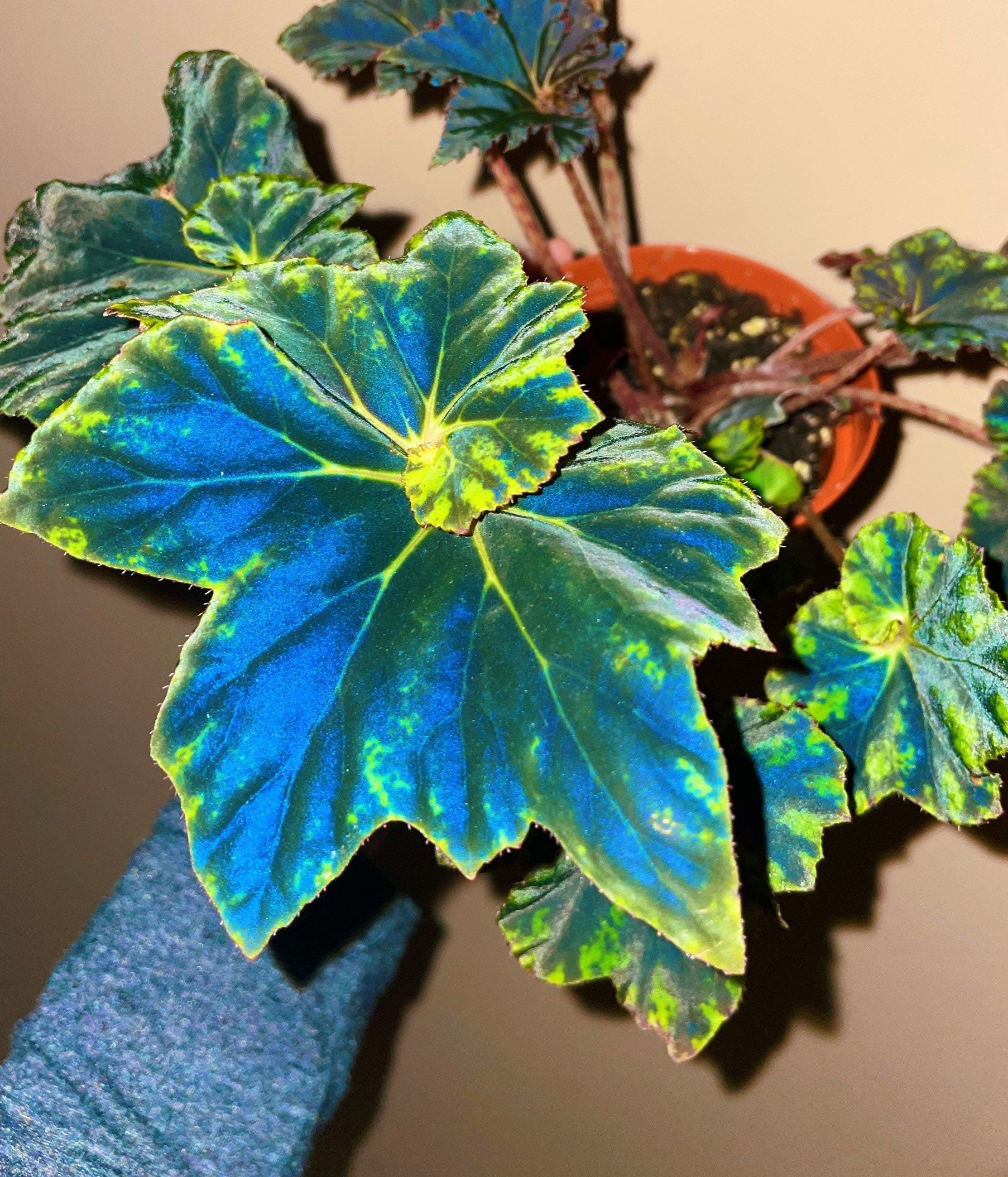 RARE Rex Begonia Black & Blue Iridescent Shimmer Live House Plant Potted 4 gift