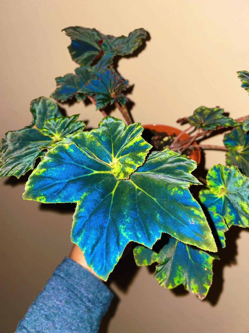 RARE Rex Begonia Black & Blue Iridescent Shimmer Live House Plant Potted 4 gift