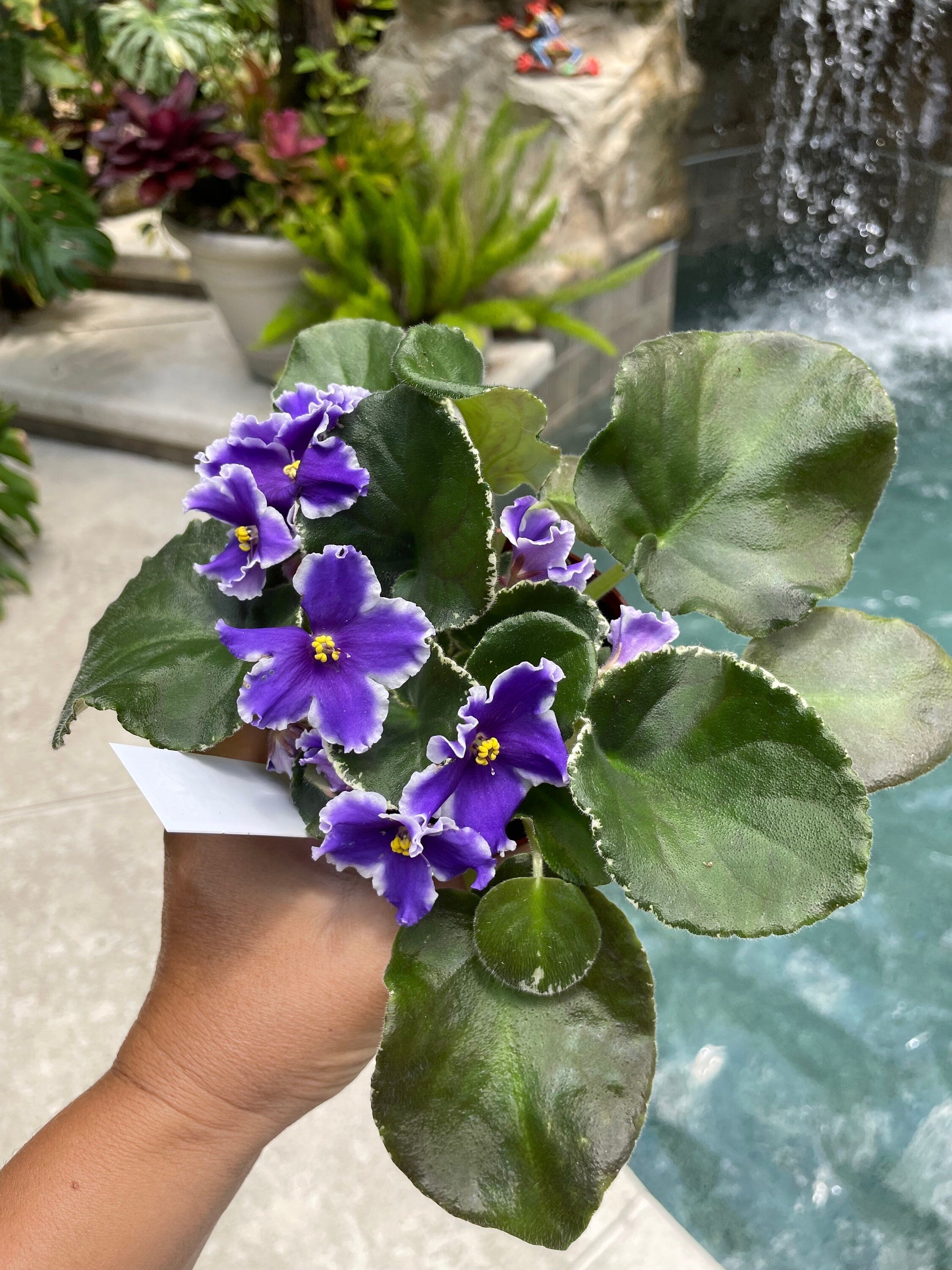 Live house plant huge ruffled Fuchsia bloom variegated Harmonys African Violet VAT King of Peas garden 4 pot flower Potted gift