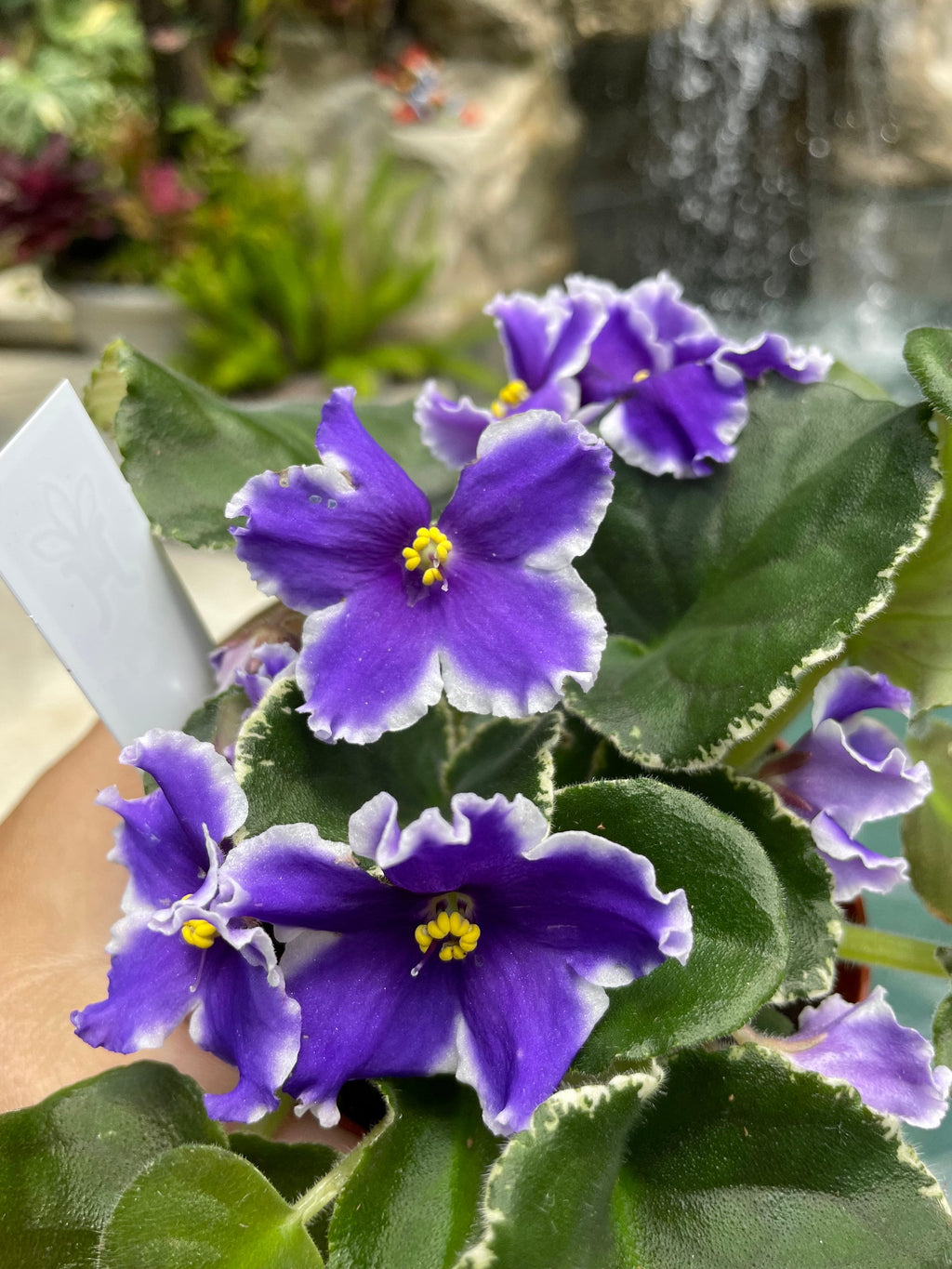 Live house plant huge ruffled Fuchsia bloom variegated Harmonys African Violet VAT King of Peas garden 4 pot flower Potted gift