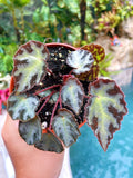 RARE Begonia Wiformis Variegated Live House Plant Potted 4 pot terrarium vivarium