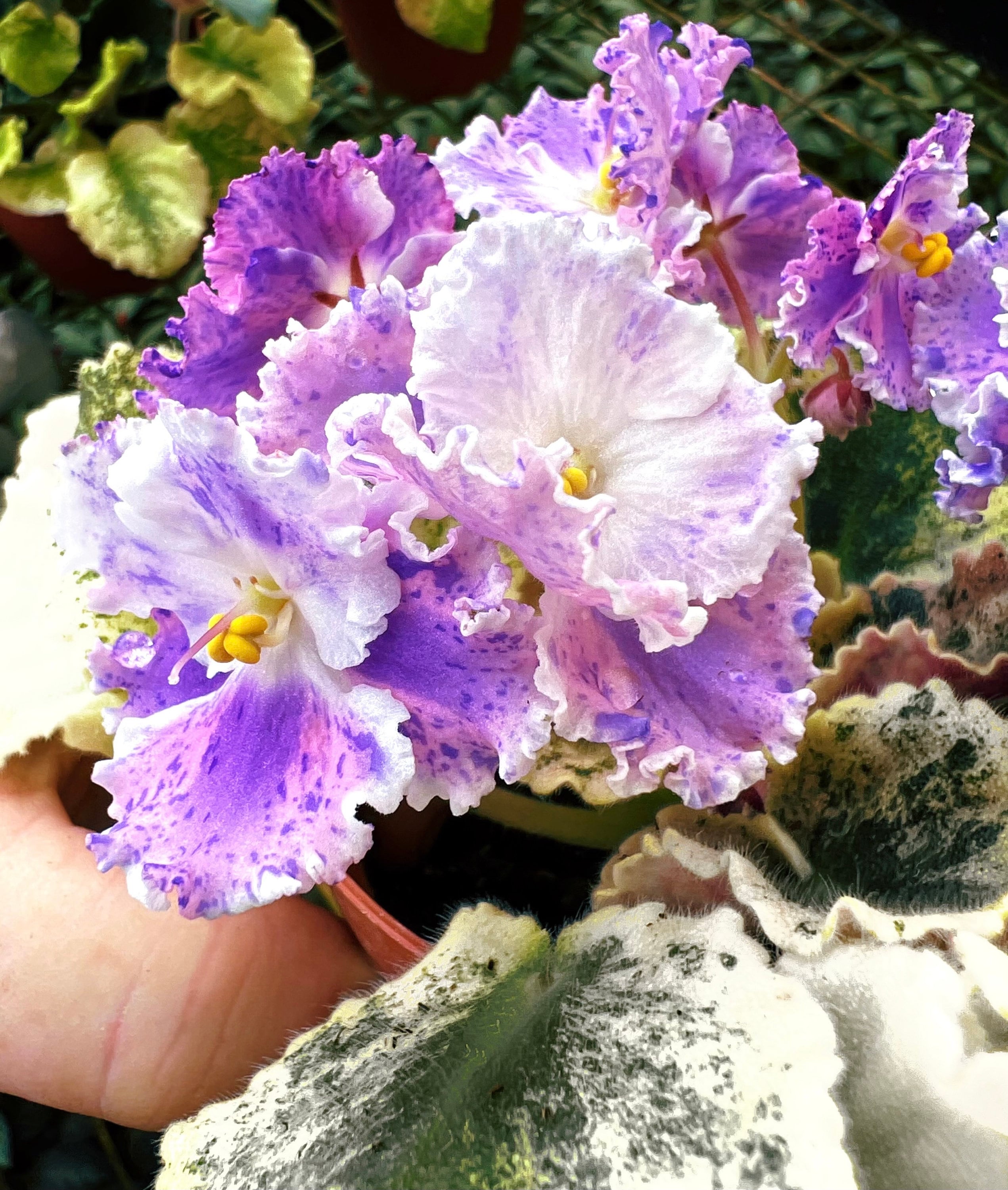 Live house plant variegated fantasy bloom African Violet Harmonys Love Bug garden 4 pot flower Potted gift