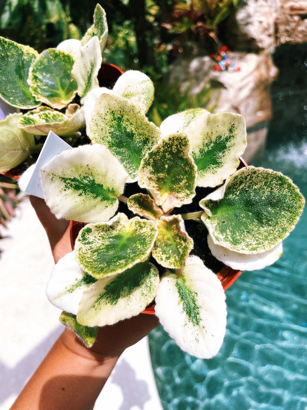 Live house plant variegated fantasy bloom African Violet Harmonys Love Bug garden 4 pot flower Potted gift