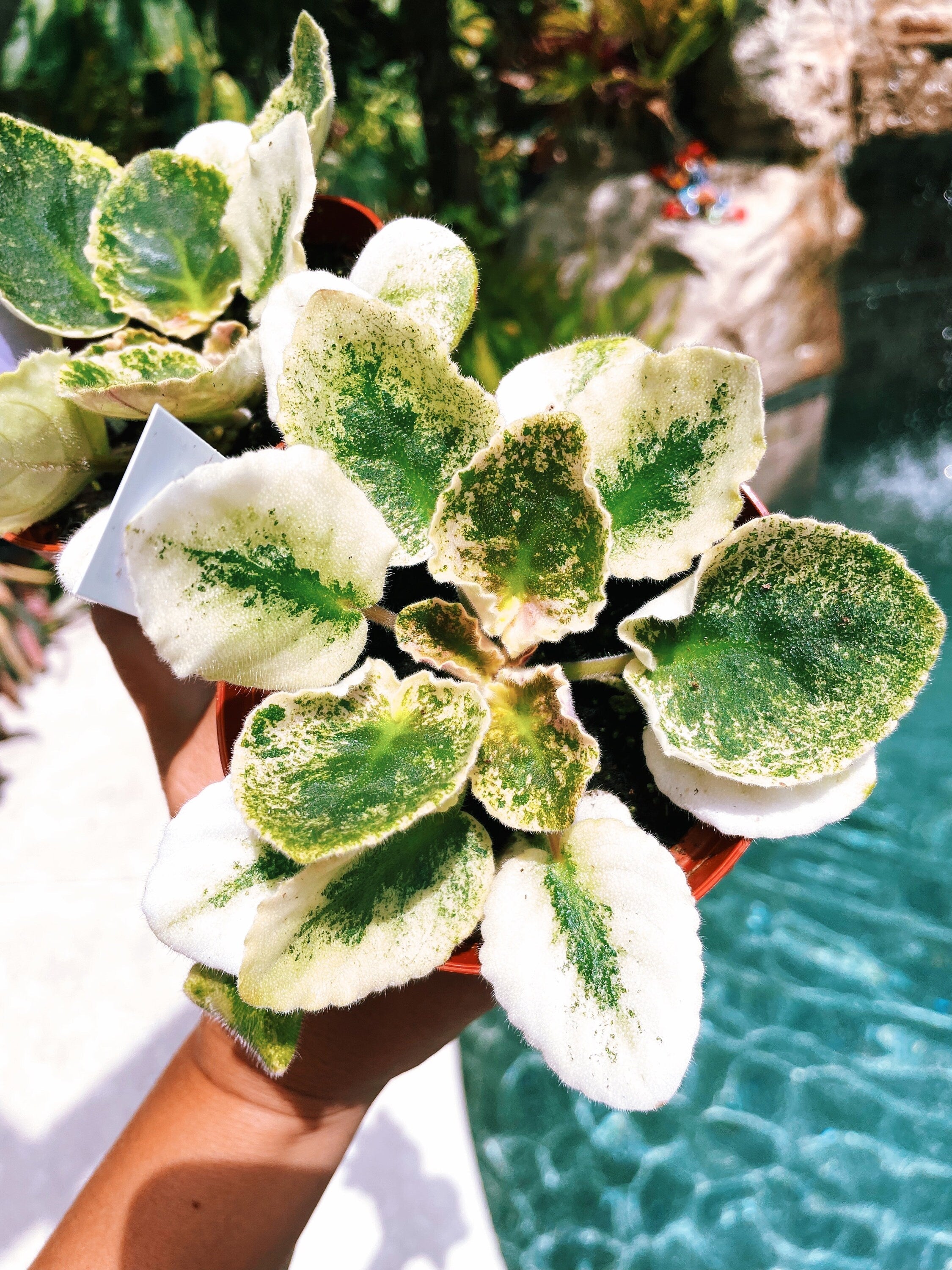 Live house plant variegated fantasy bloom African Violet Harmonys Love Bug garden 4 pot flower Potted gift