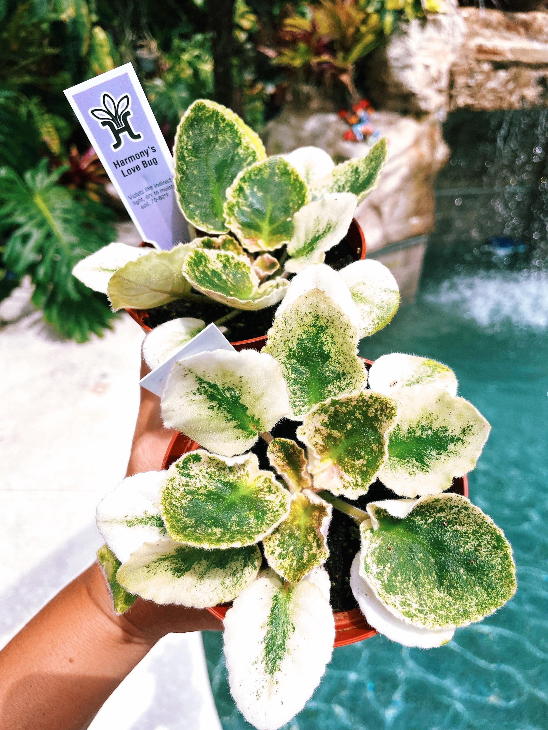 Live house plant variegated fantasy bloom African Violet Harmonys Love Bug garden 4 pot flower Potted gift
