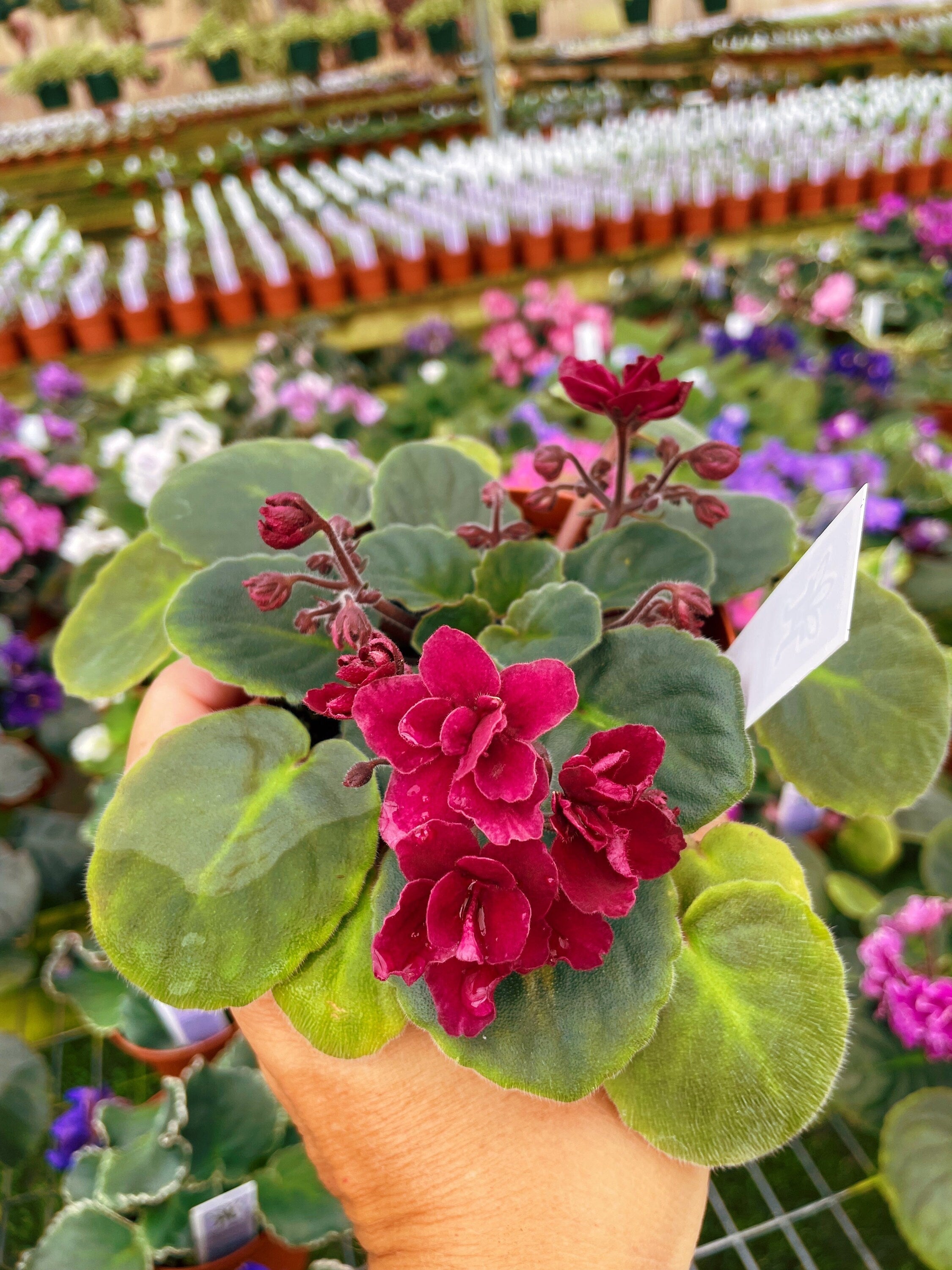 Live house plant bloom Red African Violet Harmonys Tomahawk garden 4 pot flower Potted gift