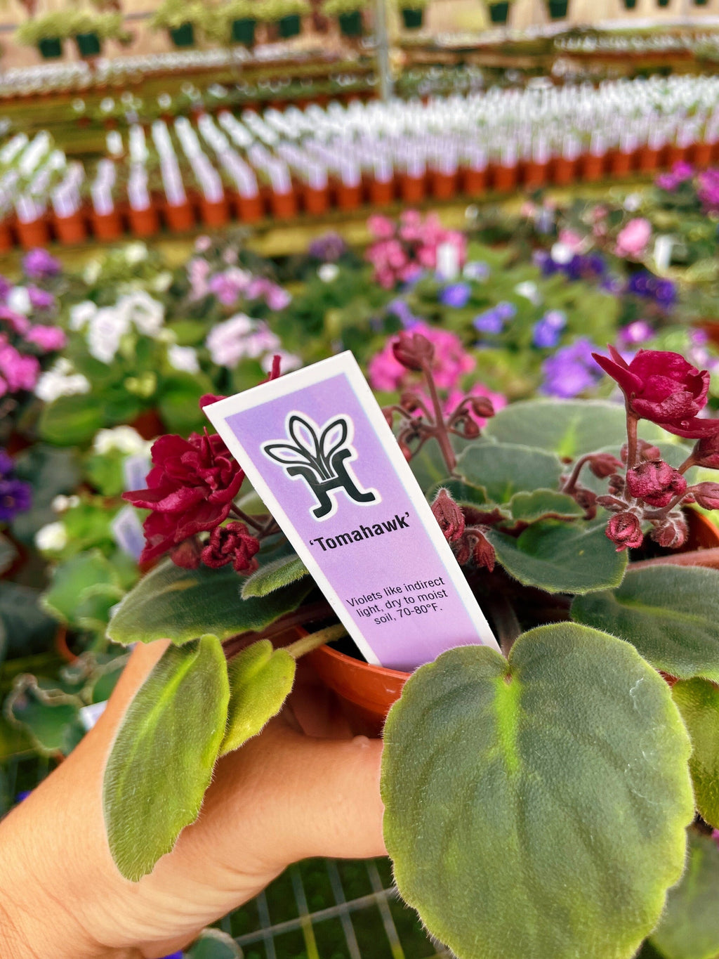 Live house plant bloom Red African Violet Harmonys Tomahawk garden 4 pot flower Potted gift