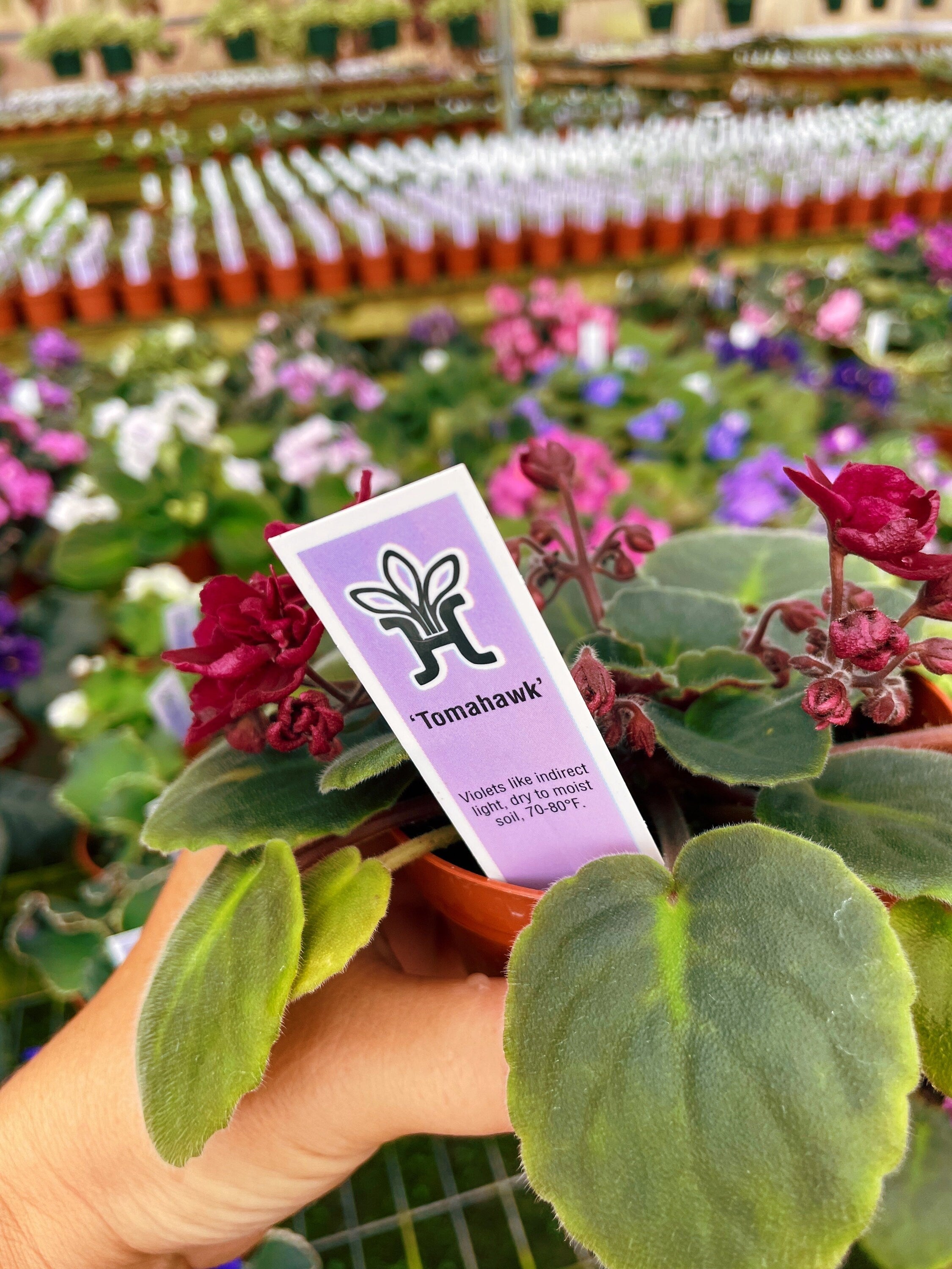 Live house plant bloom Red African Violet Harmonys Tomahawk garden 4 pot flower Potted gift