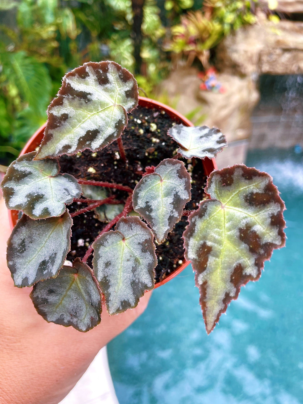 RARE Begonia Wiformis Variegated Live House Plant Potted 4 pot terrarium vivarium