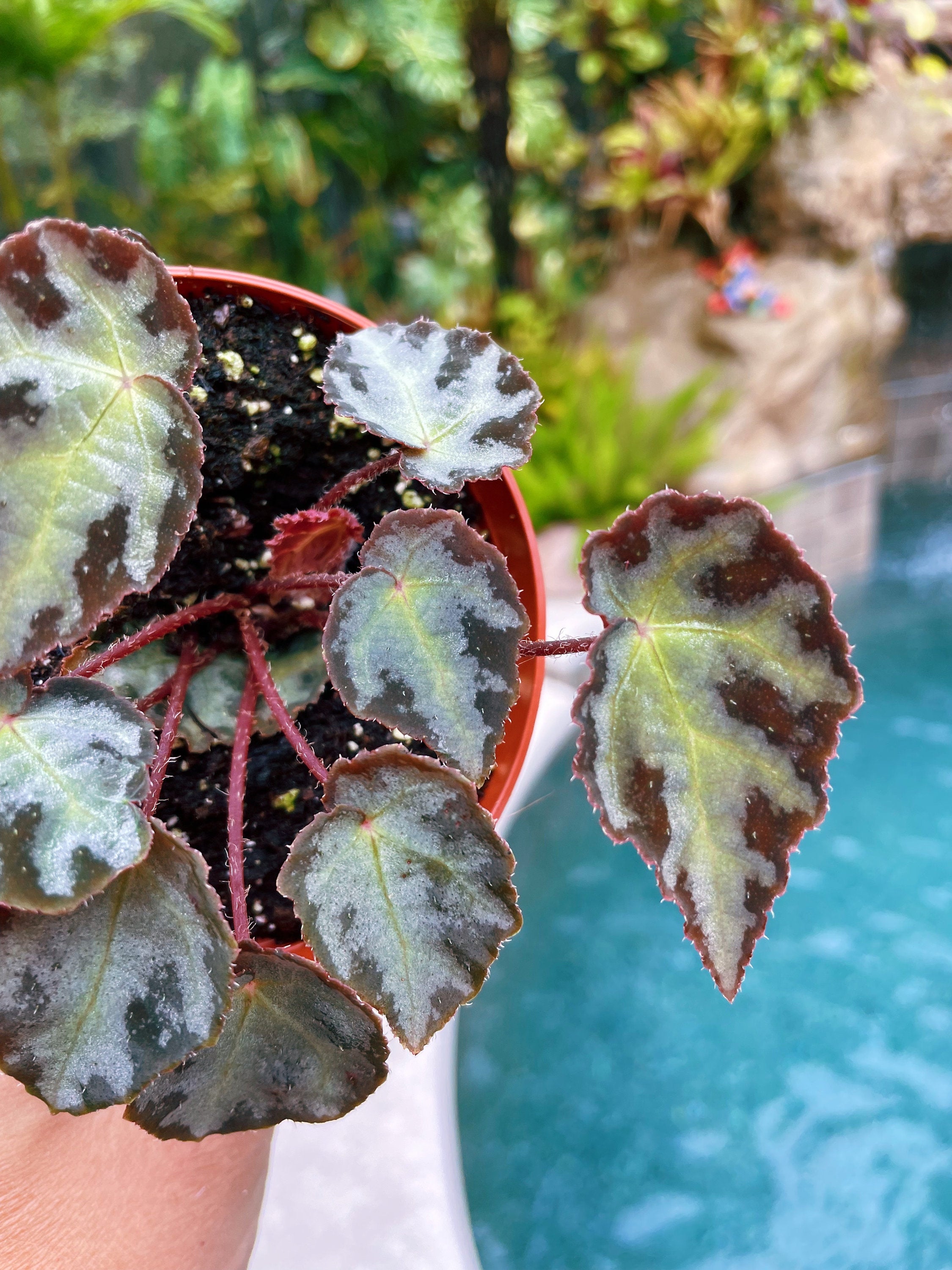 RARE Begonia Wiformis Variegated Live House Plant Potted 4 pot terrarium vivarium