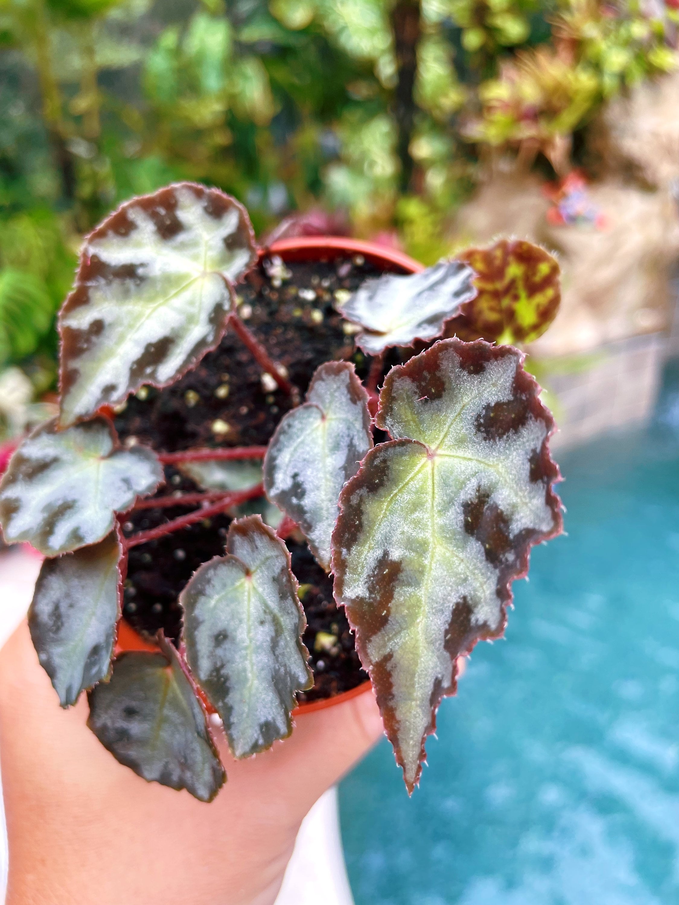 RARE Begonia Wiformis Variegated Live House Plant Potted 4 pot terrarium vivarium