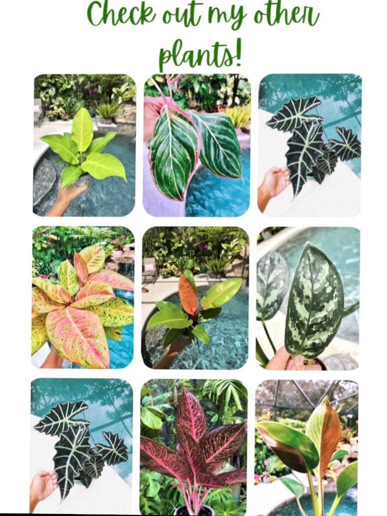 Cobra Birdsnest Fern Live House Plant Potted 4 pot gift