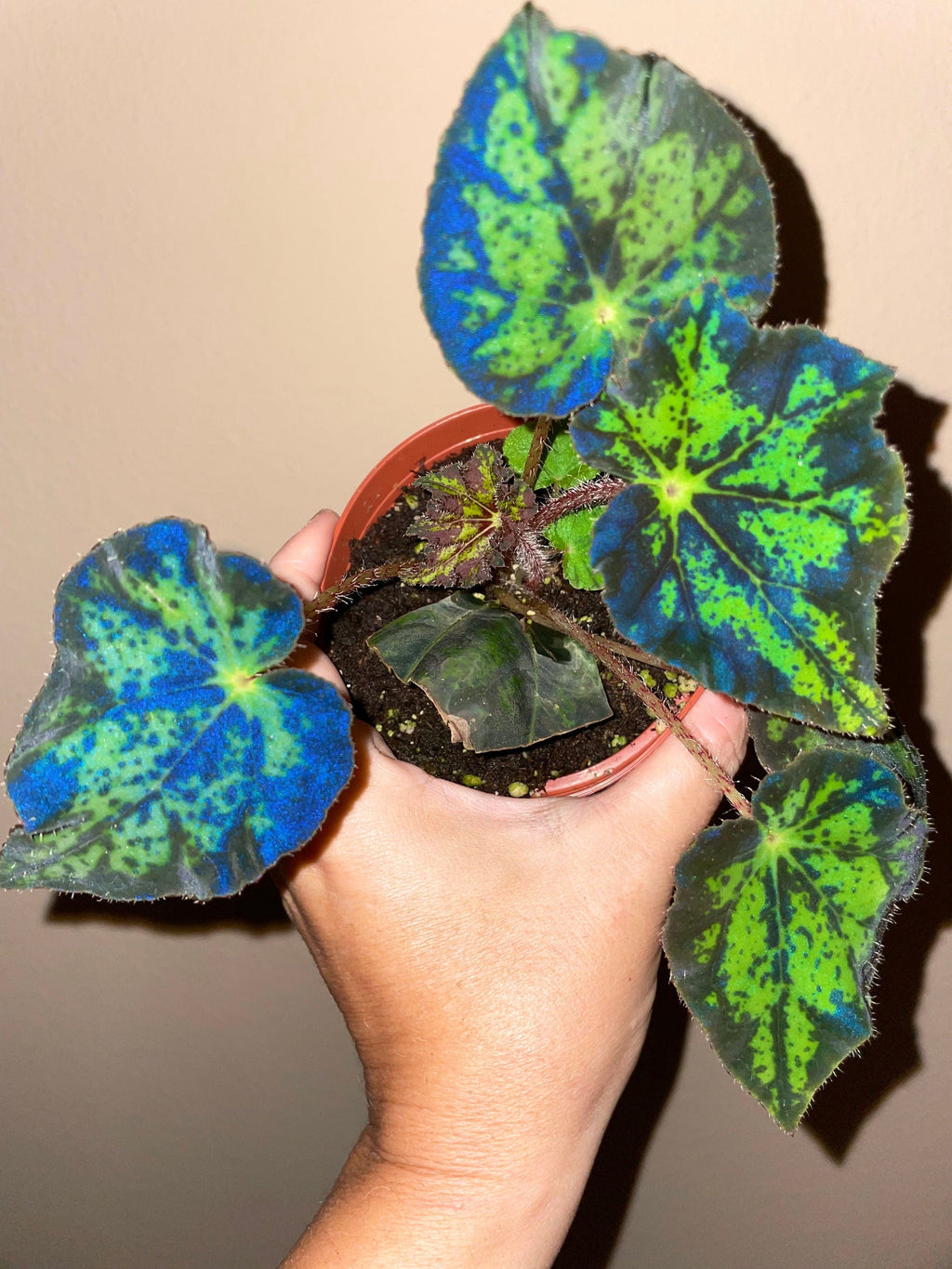 RARE Rex Begonia U578 Blue Iridescent Shimmer Live House Starter Plant Potted 4 gift