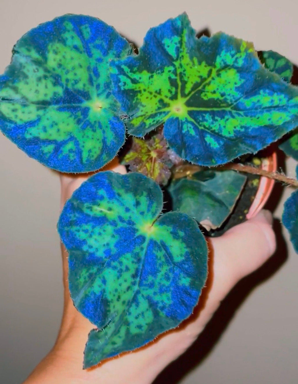 RARE Rex Begonia U578 Blue Iridescent Shimmer Live House Starter Plant Potted 4 gift