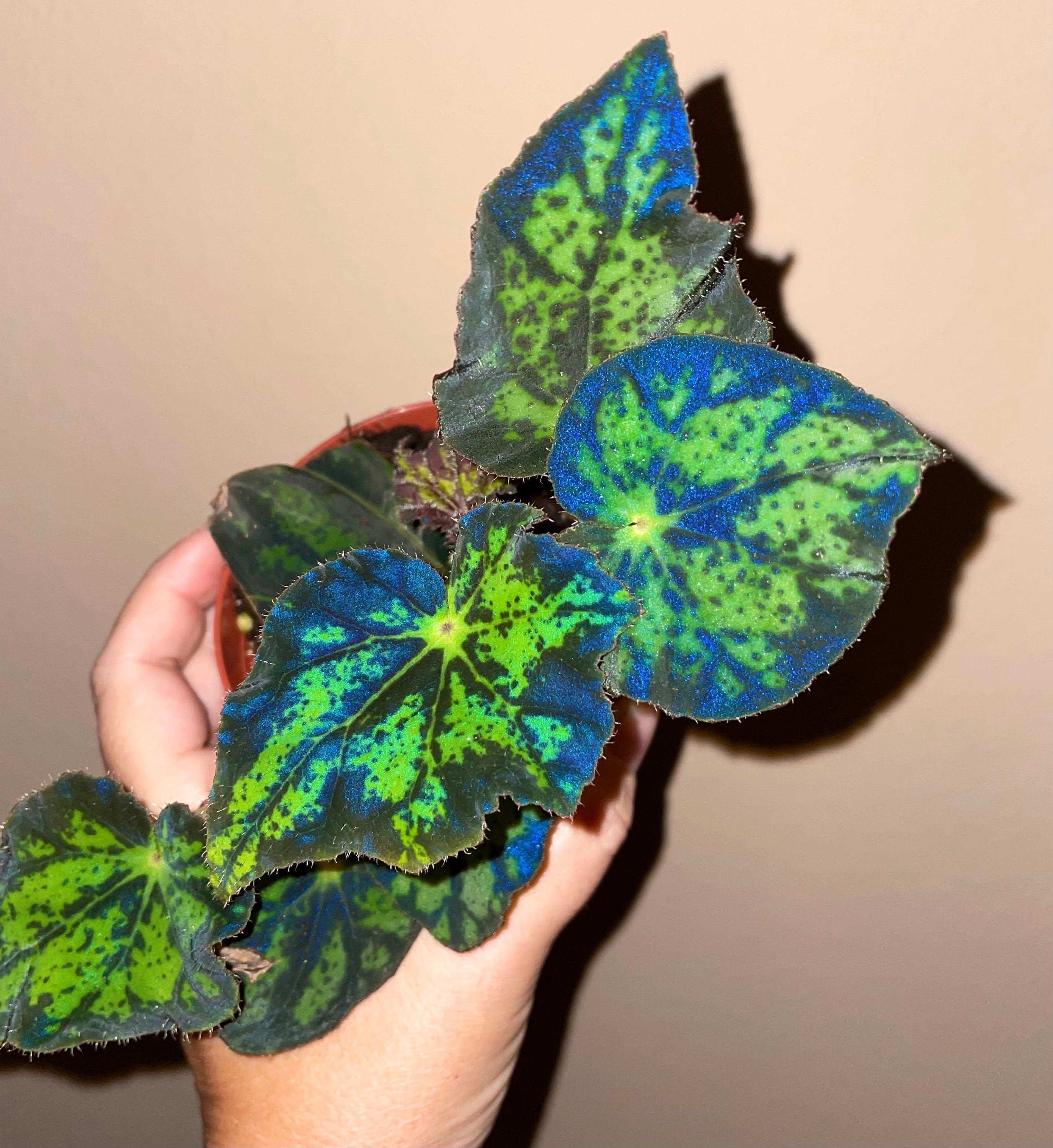 RARE Rex Begonia U578 Blue Iridescent Shimmer Live House Starter Plant Potted 4 gift