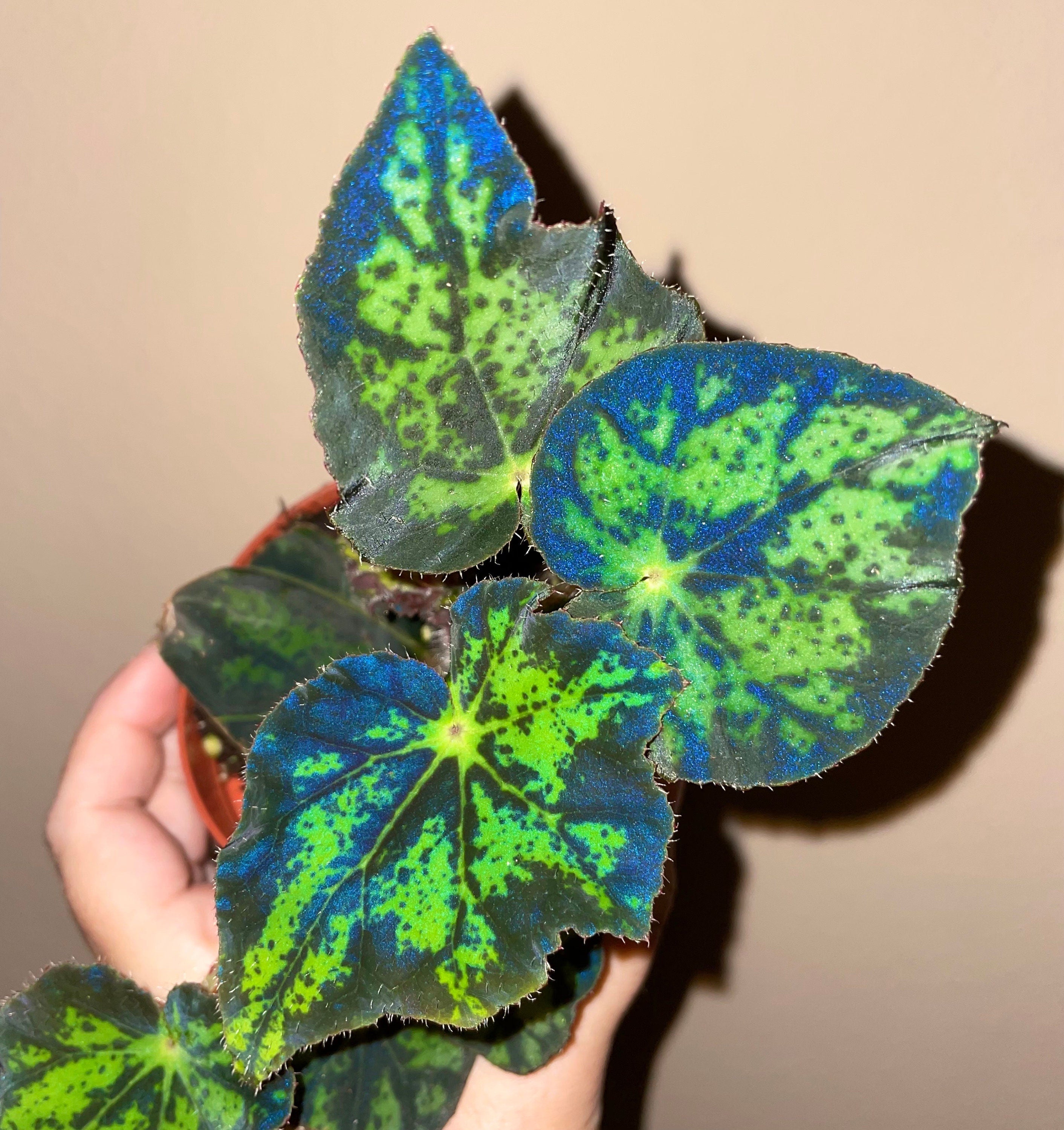 RARE Rex Begonia U578 Blue Iridescent Shimmer Live House Starter Plant Potted 4 gift