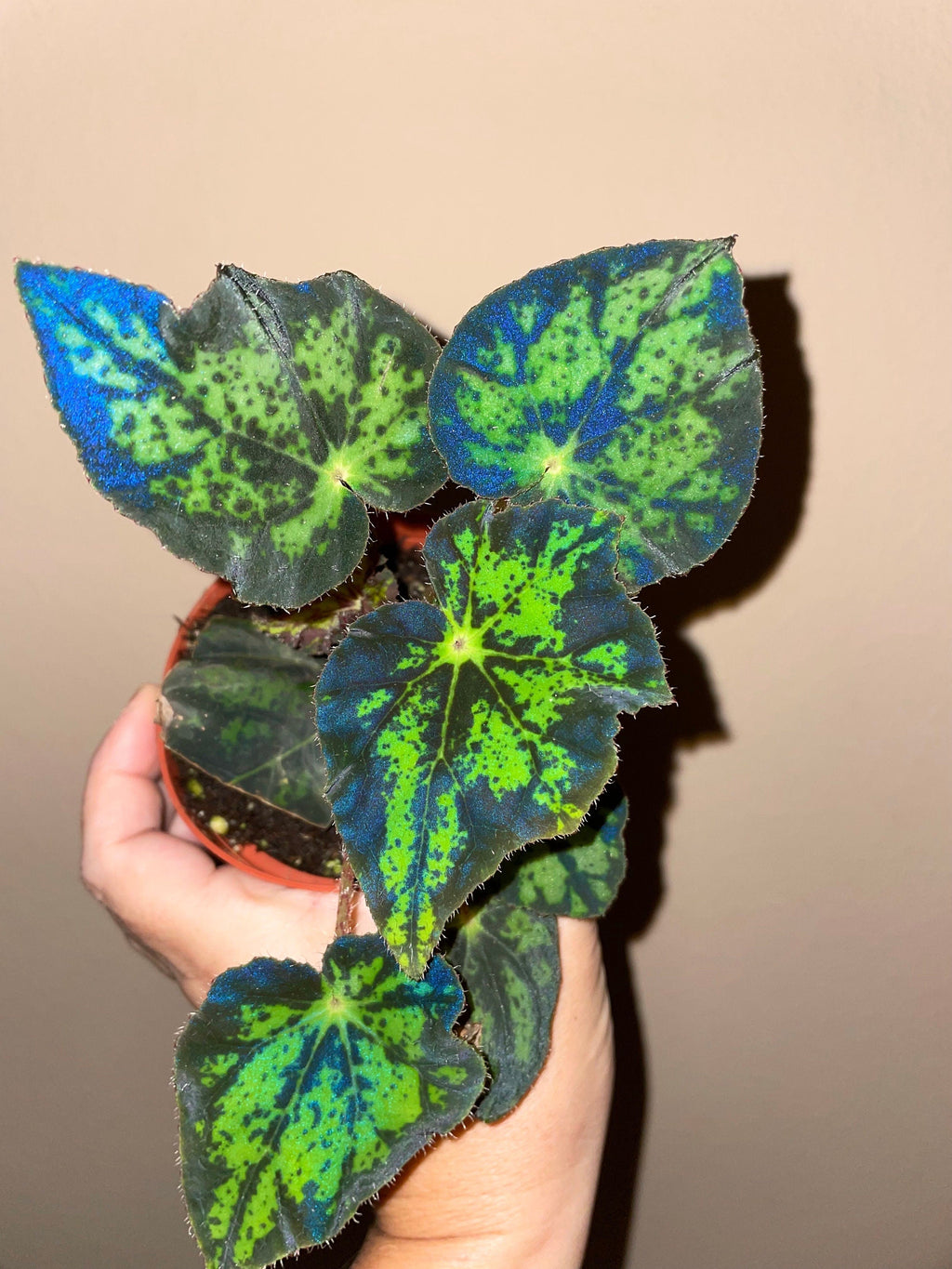 RARE Rex Begonia U578 Blue Iridescent Shimmer Live House Starter Plant Potted 4 gift