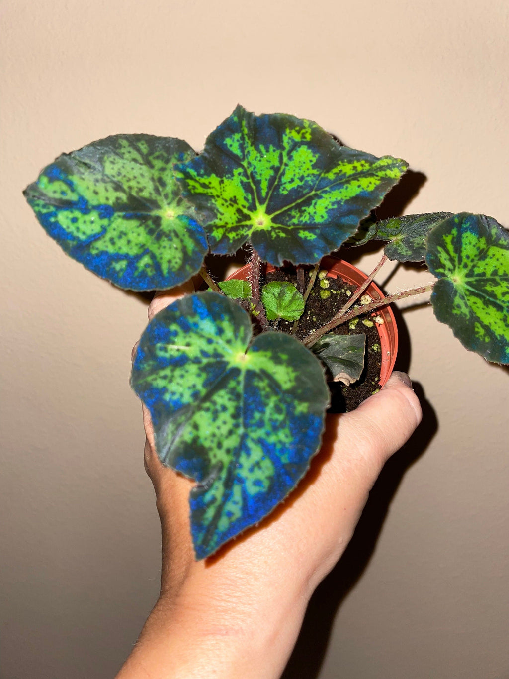 RARE Rex Begonia U578 Blue Iridescent Shimmer Live House Starter Plant Potted 4 gift