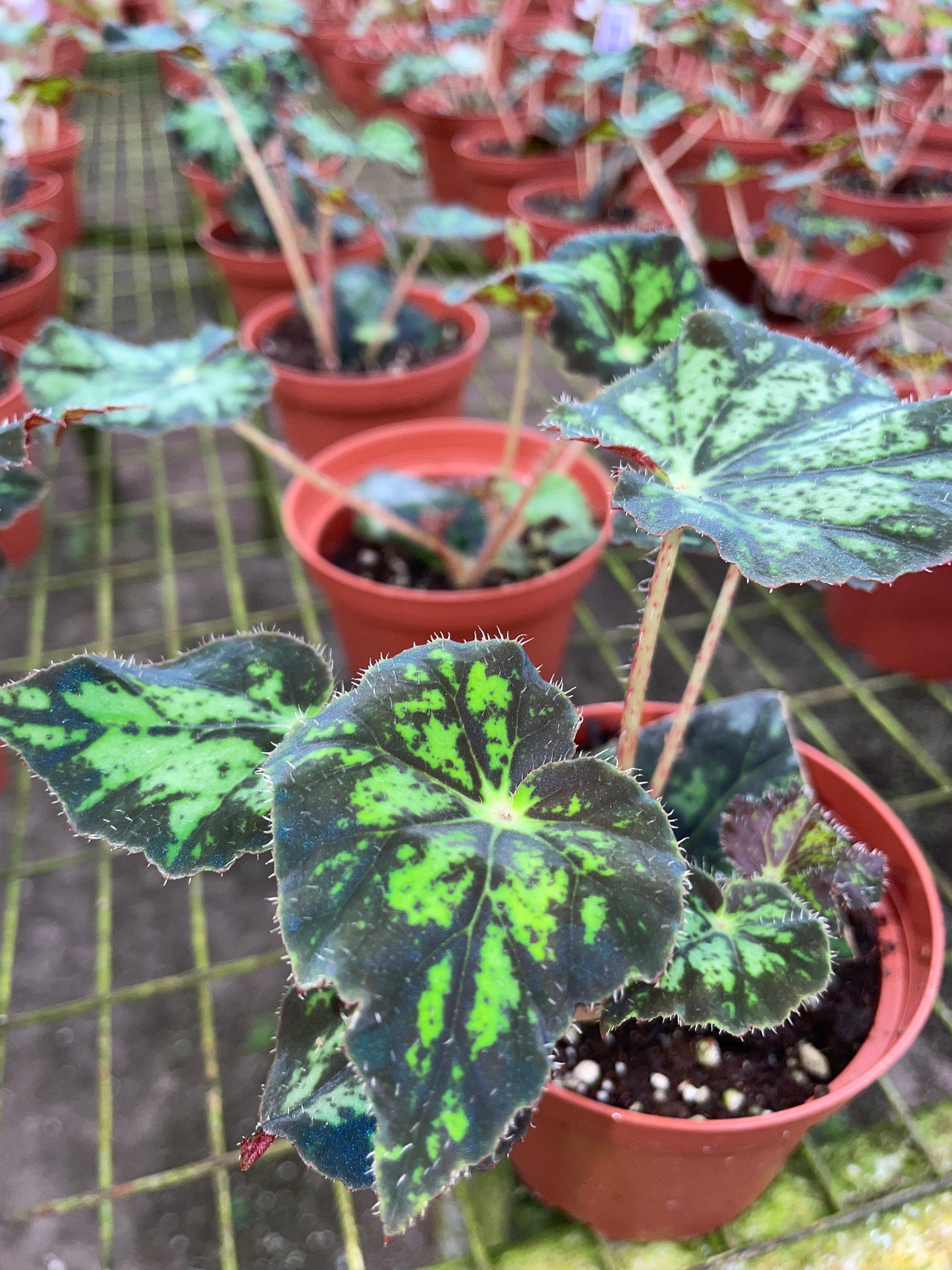 RARE Rex Begonia U578 Blue Iridescent Shimmer Live House Starter Plant Potted 4 gift