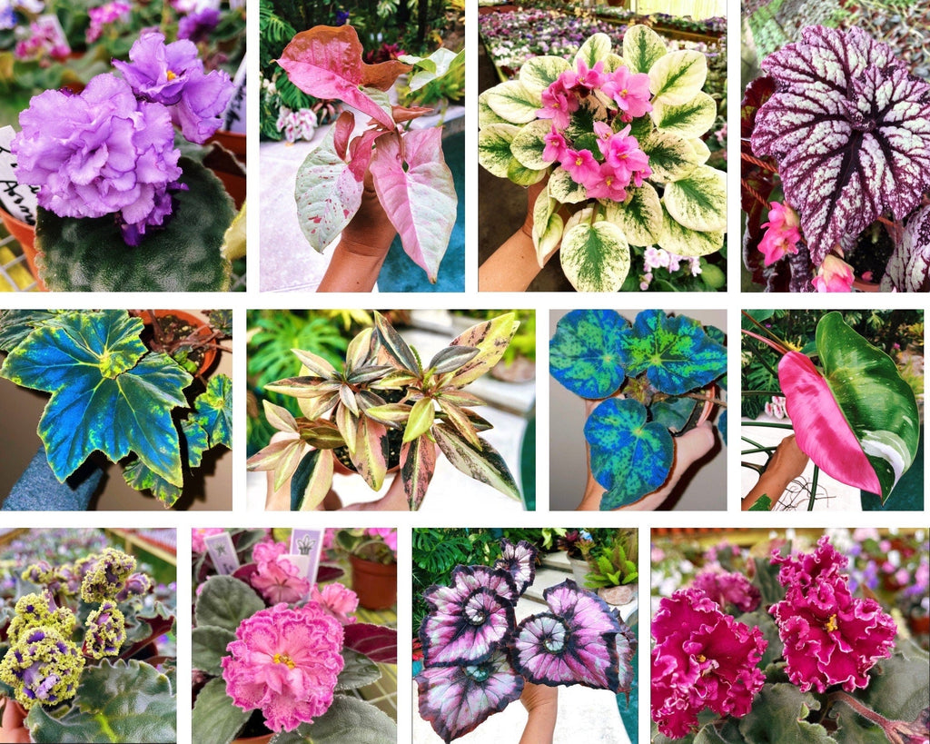 RARE Rex Begonia U578 Blue Iridescent Shimmer Live House Starter Plant Potted 4 gift