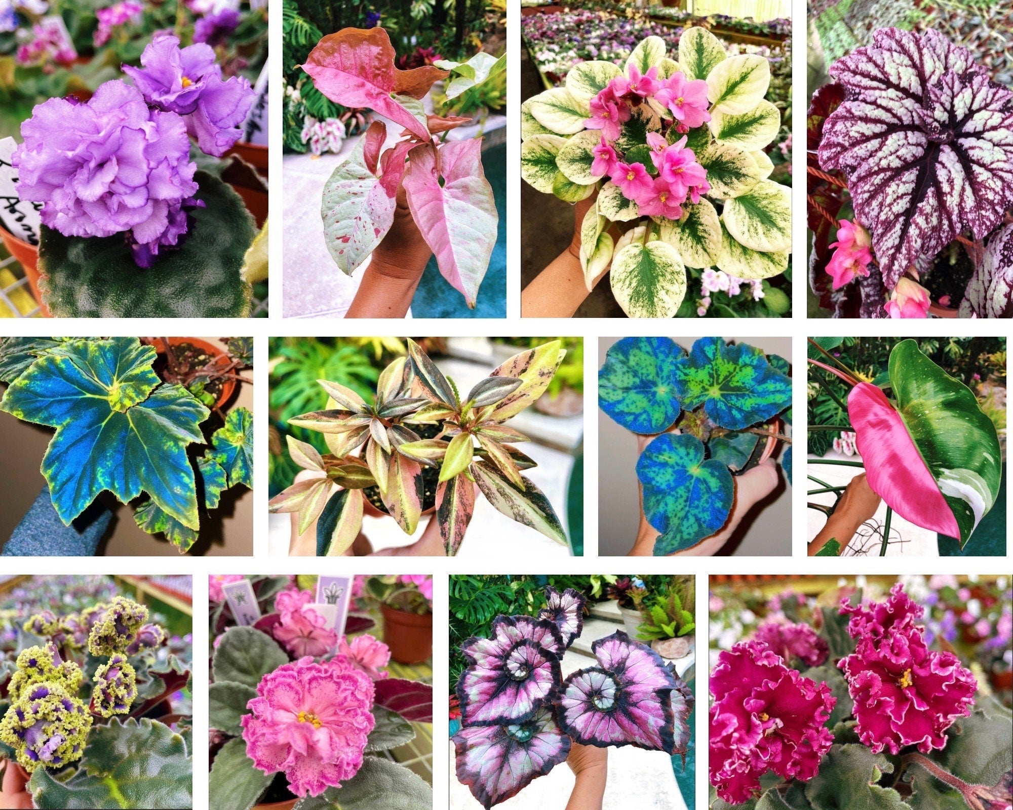 RARE Rex Begonia U578 Blue Iridescent Shimmer Live House Starter Plant Potted 4 gift