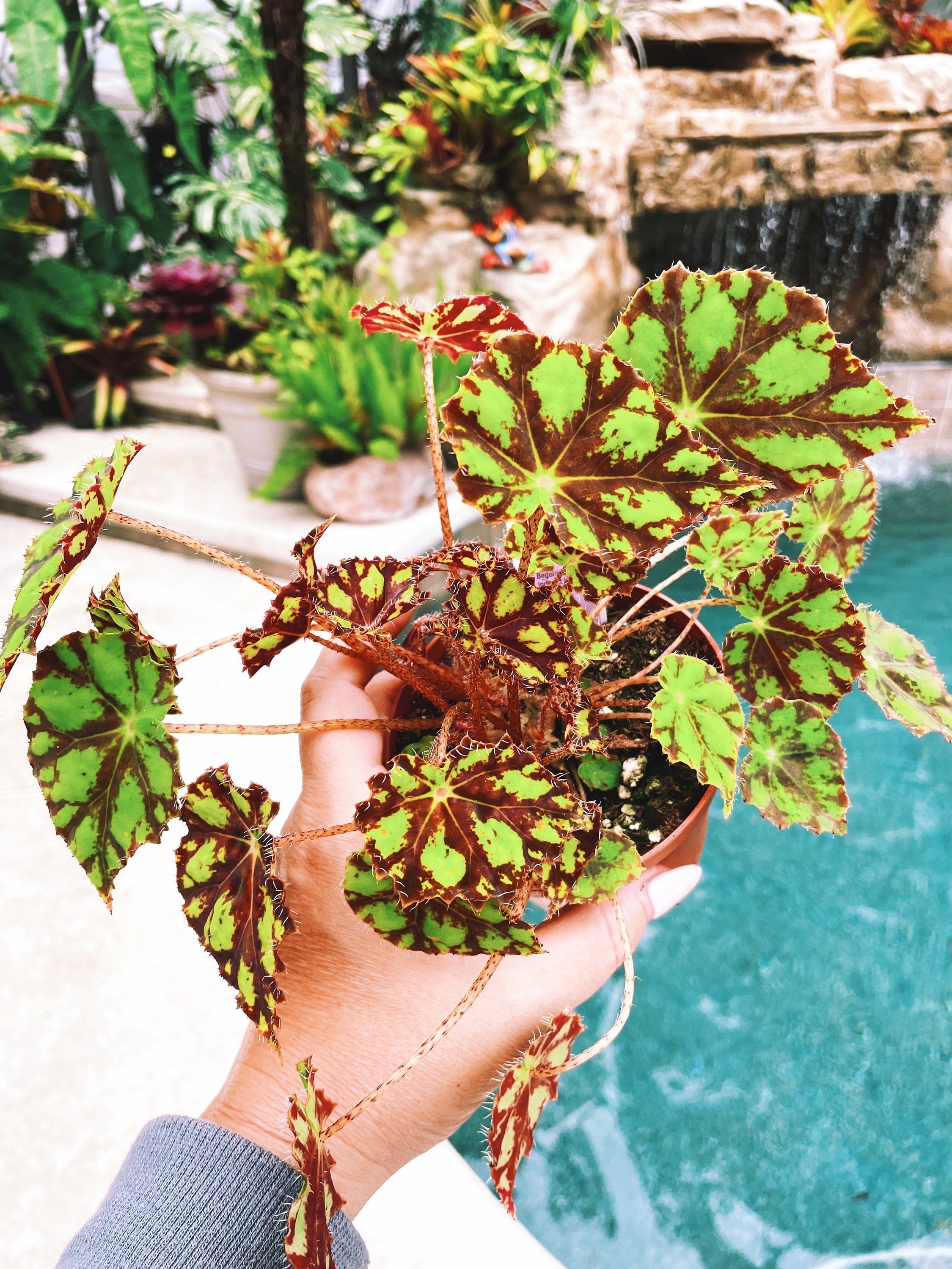 RARE Rex Begonia Harmonys Tiger Kitten Live House Plant Potted 4 pot gift