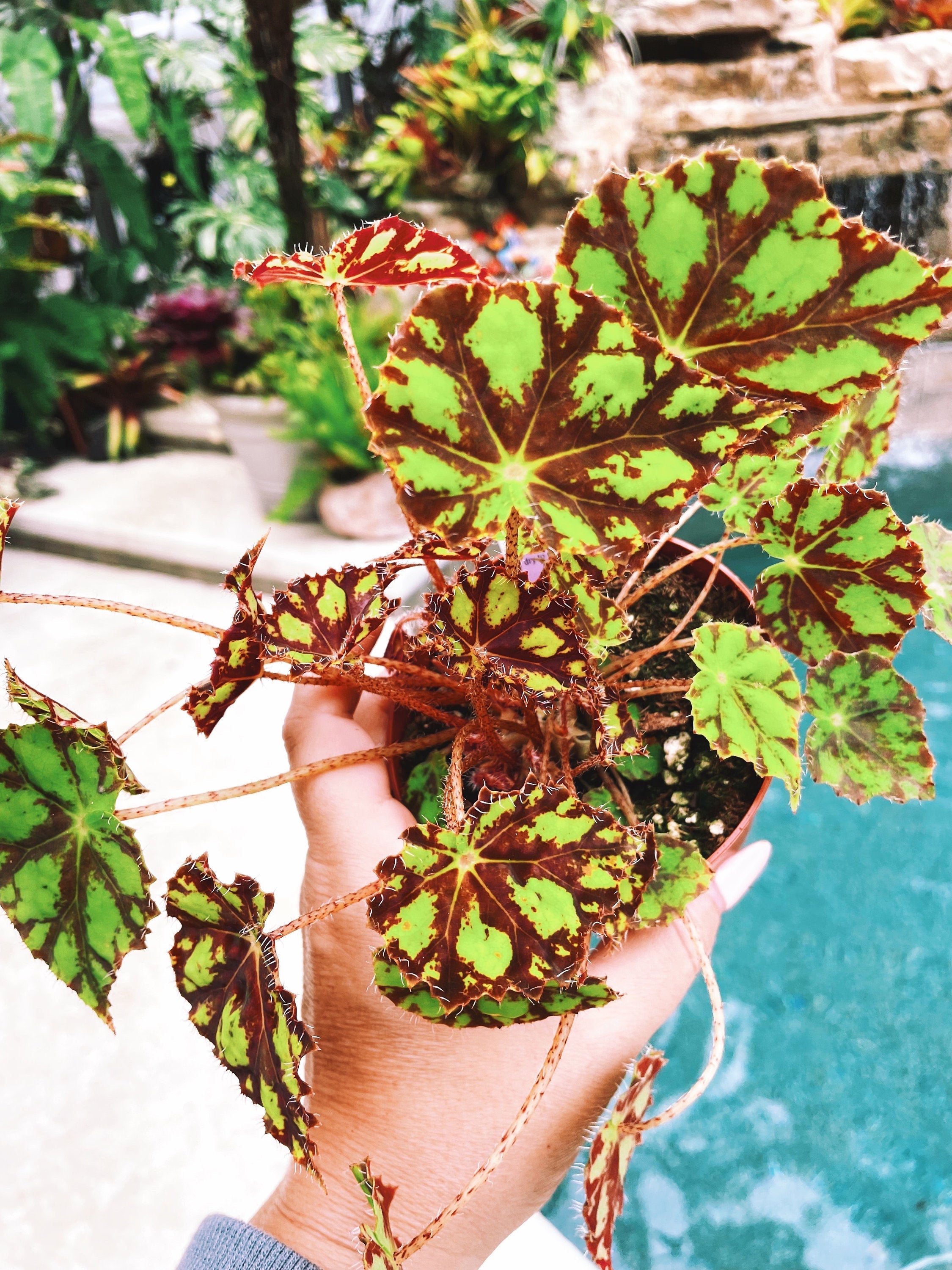 RARE Rex Begonia Harmonys Tiger Kitten Live House Plant Potted 4 pot gift