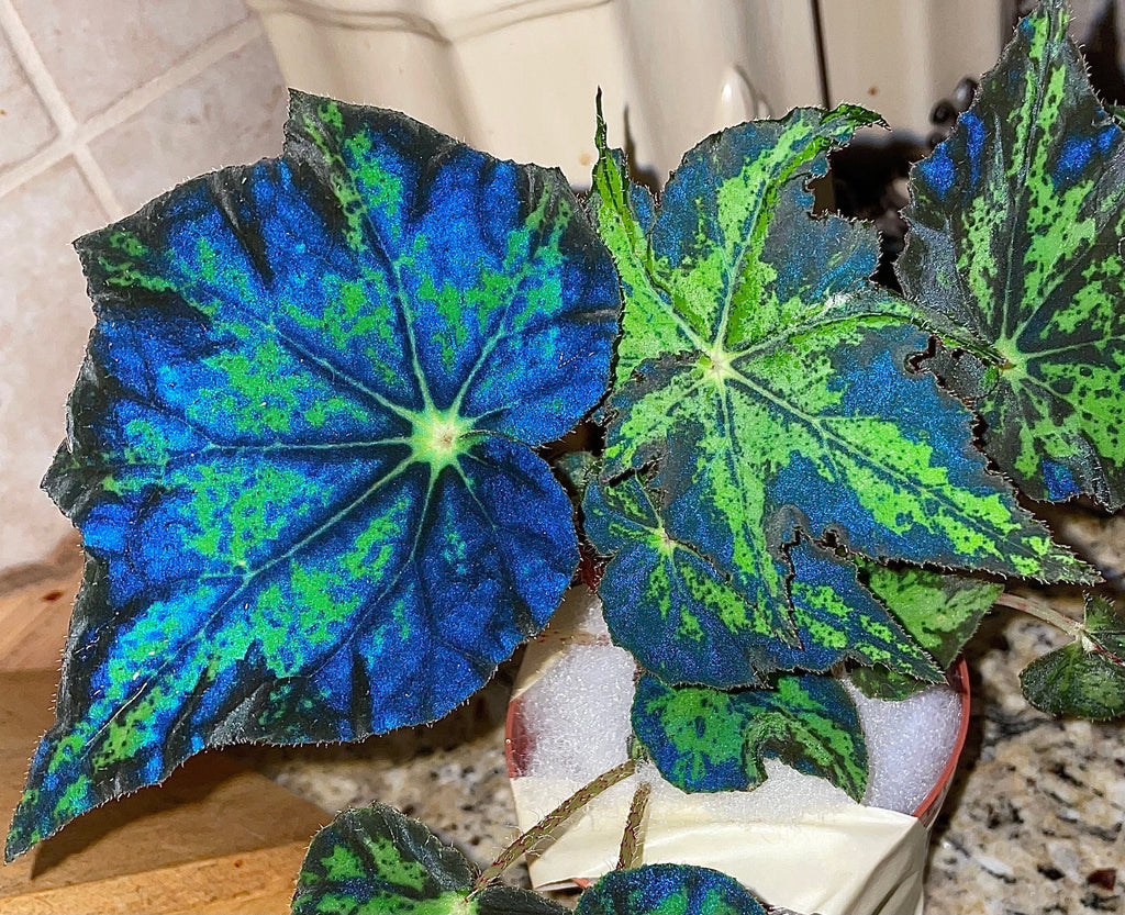 RARE Rex Begonia U578 Blue Iridescent Shimmer Live House Starter Plant Potted 4 gift