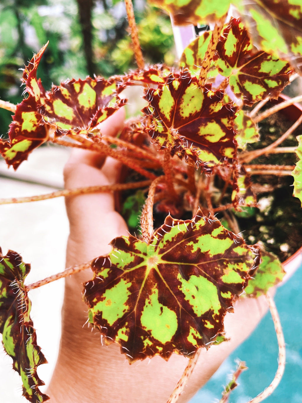RARE Rex Begonia Harmonys Tiger Kitten Live House Plant Potted 4 pot gift