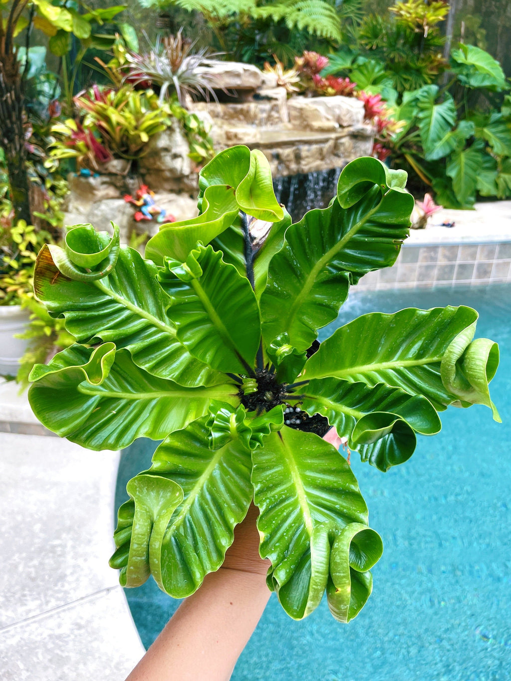 Cobra Birdsnest Fern Live House Plant Potted 4 pot gift