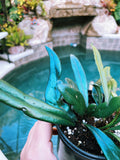 Rare Microsorum Thailandicum Blue Oil Iridescent Fern Live House Plant Potted 3 gift US Seller
