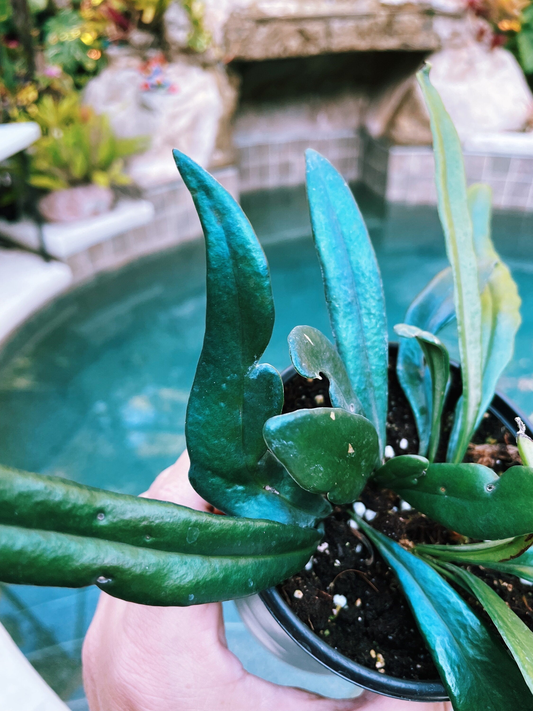 Rare Microsorum Thailandicum Blue Oil Iridescent Fern Live House Plant Potted 3 gift US Seller