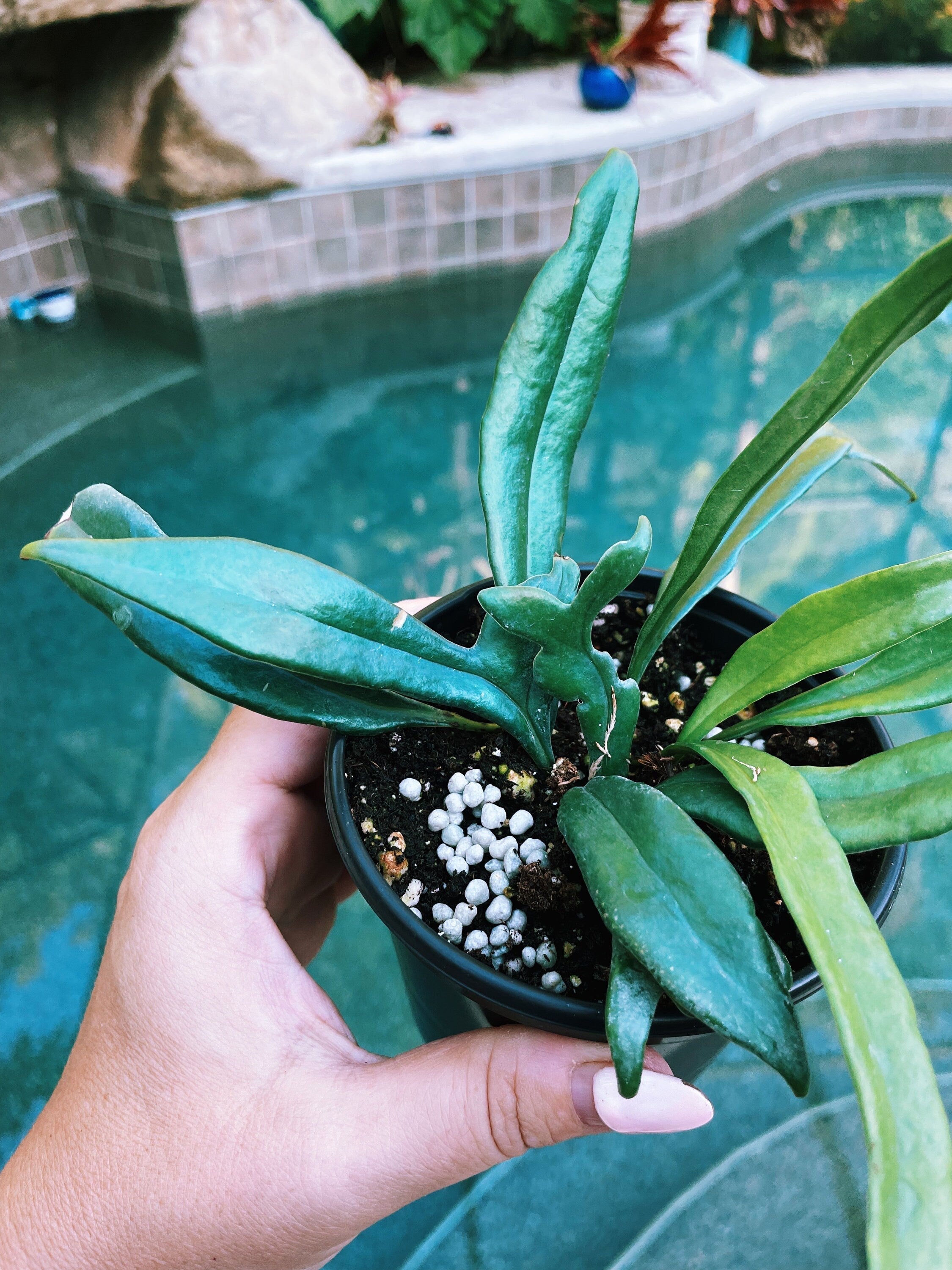 Rare Microsorum Thailandicum Blue Oil Iridescent Fern Live House Plant Potted 3 gift US Seller