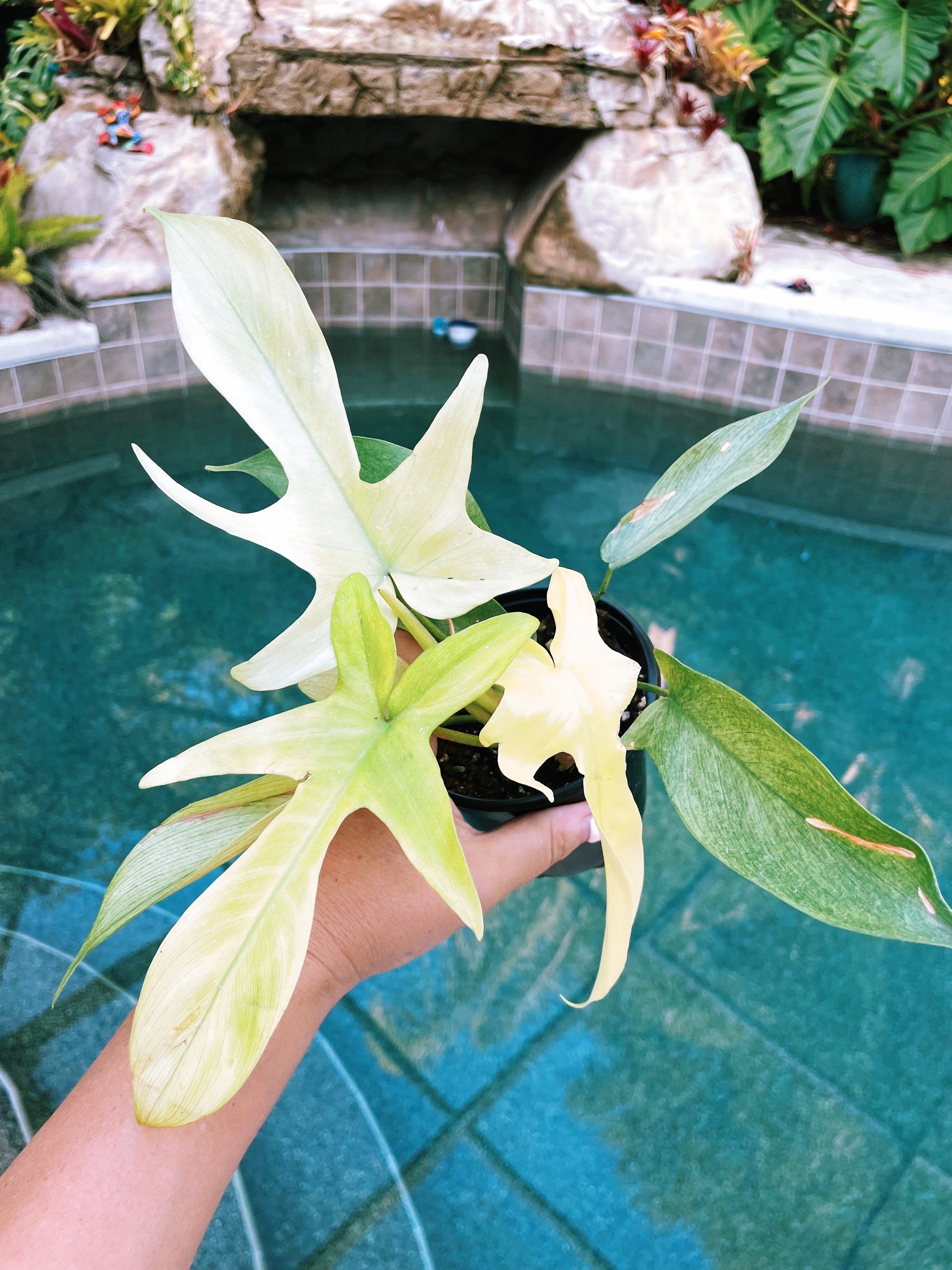 Philodendron Florida Ghost Mint 4 pot potted plant gift Growers Choice