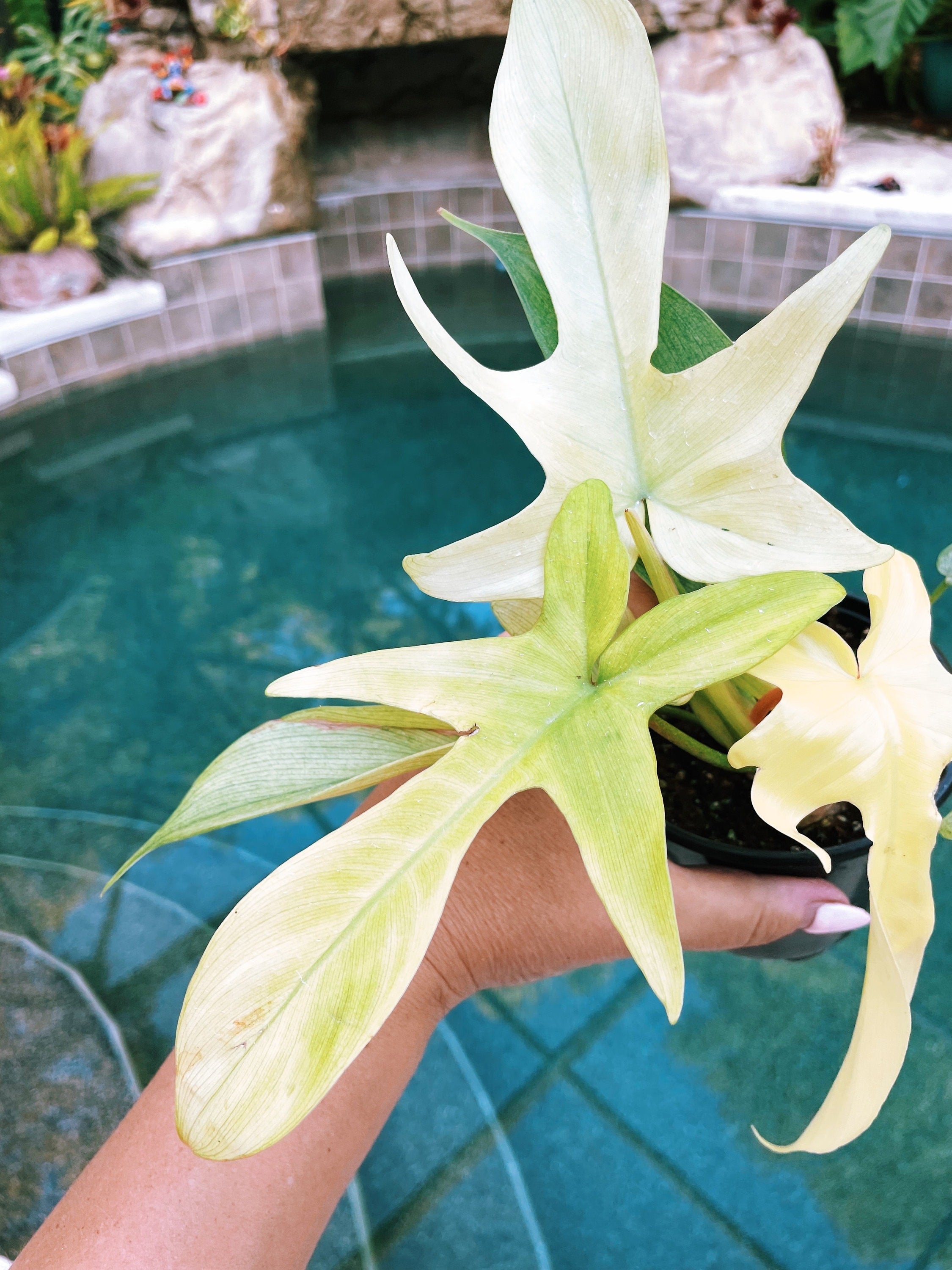 Philodendron Florida Ghost Mint 4 pot potted plant gift Growers Choice
