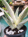 Sansevieria Gabriella White Albo Variegated  Snake Easy Care 4 Pot House Plant
