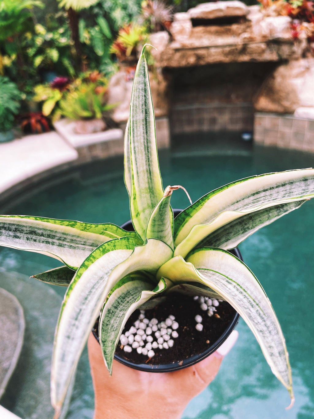 Sansevieria Gabriella White Albo Variegated  Snake Easy Care 4 Pot House Plant