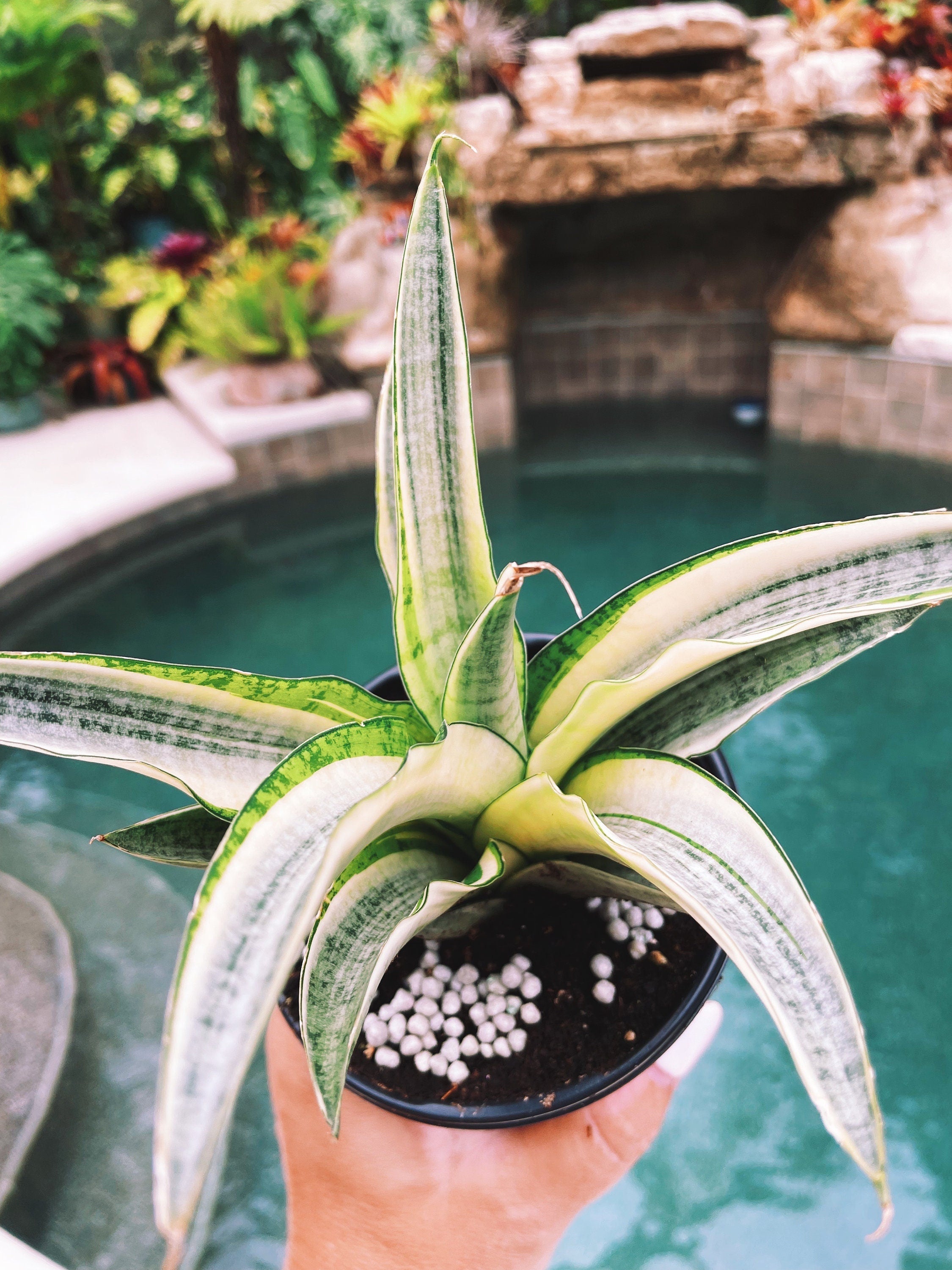 Sansevieria Gabriella White Albo Variegated  Snake Easy Care 4 Pot House Plant
