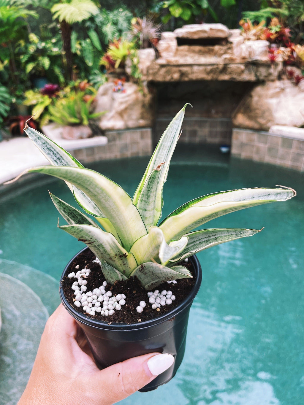 Sansevieria Gabriella White Albo Variegated  Snake Easy Care 4 Pot House Plant