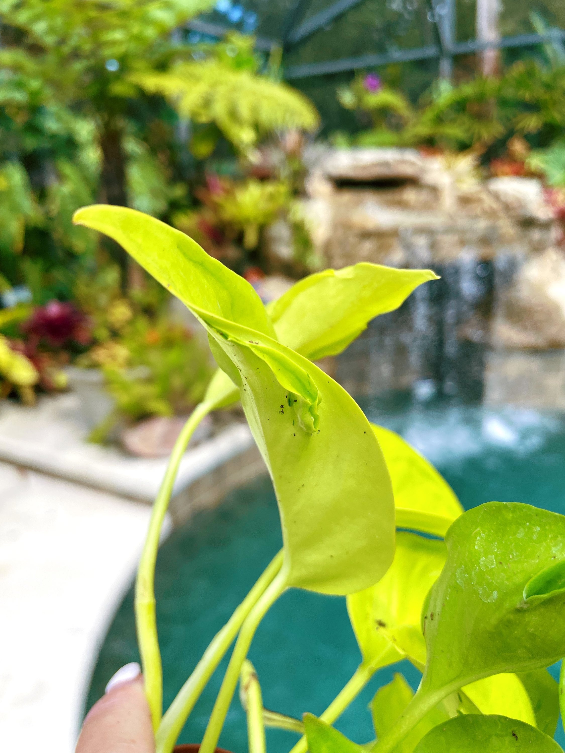 Epipremnum Teruno Champs Elysees Neon Lime Climbing Tropical House 3 potted Plant Aroid