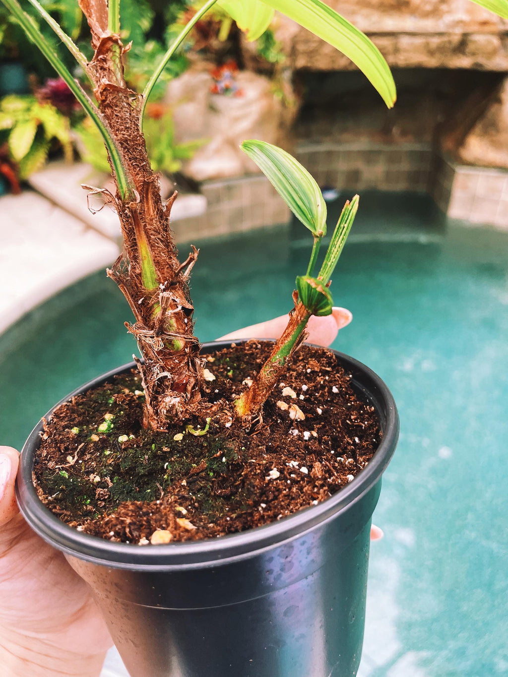 RARE Rhapis Excelsa Zuiko Nishiki Lady Palm Variegated Tropical 4 Pot House Plant growers Choice